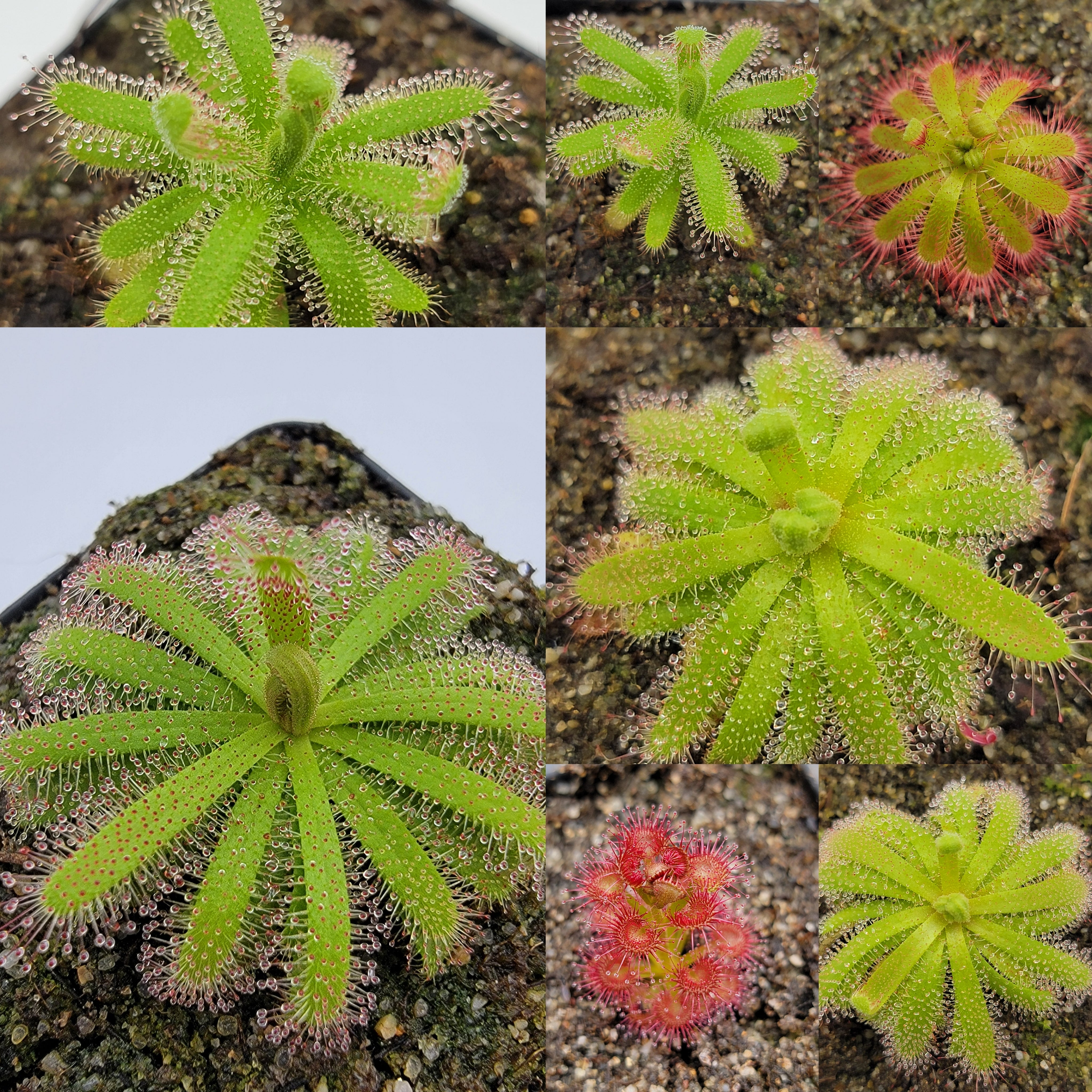 Winter Growing Sundews (Drosera) For Sale
