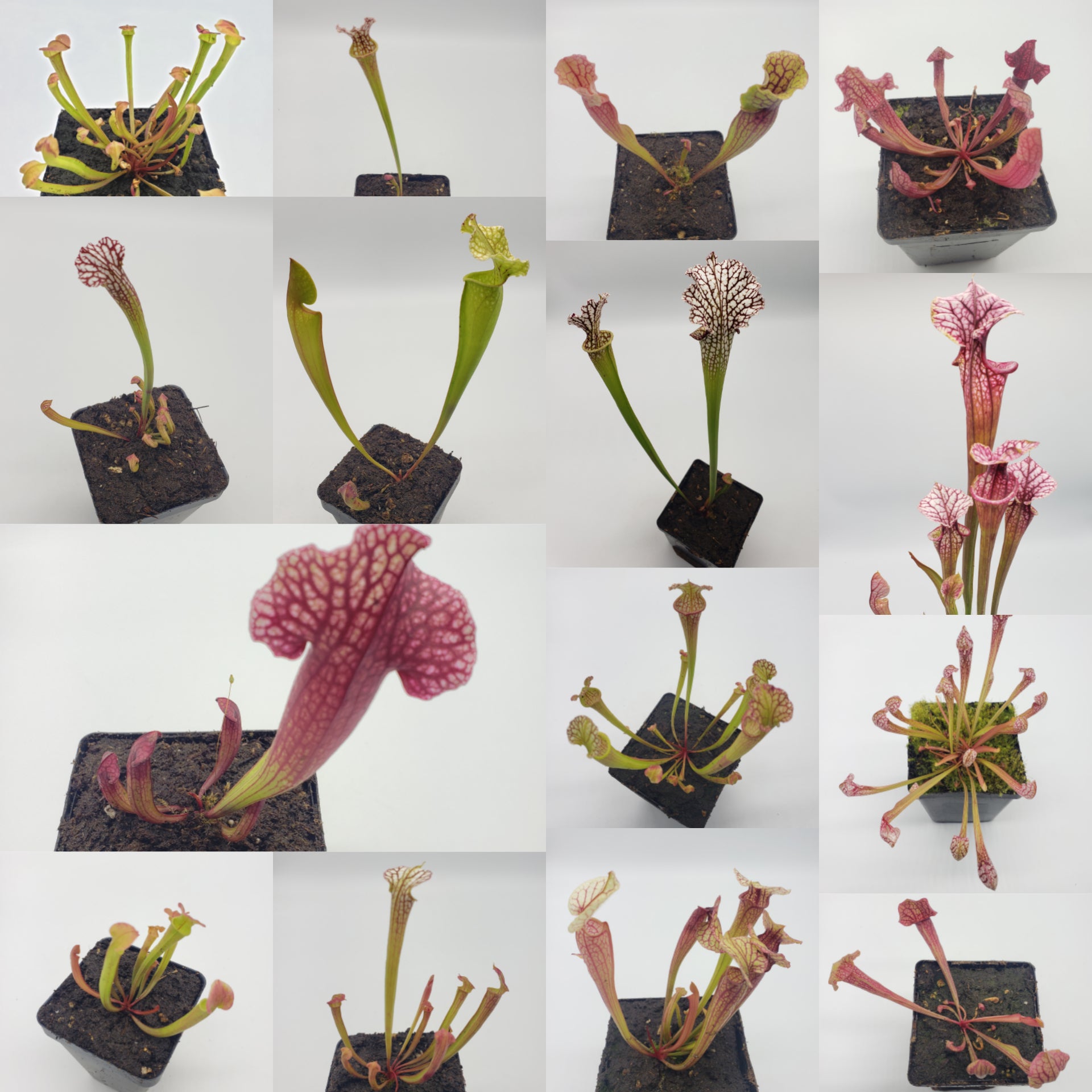 North American Pitcher Plants (Sarracenia)