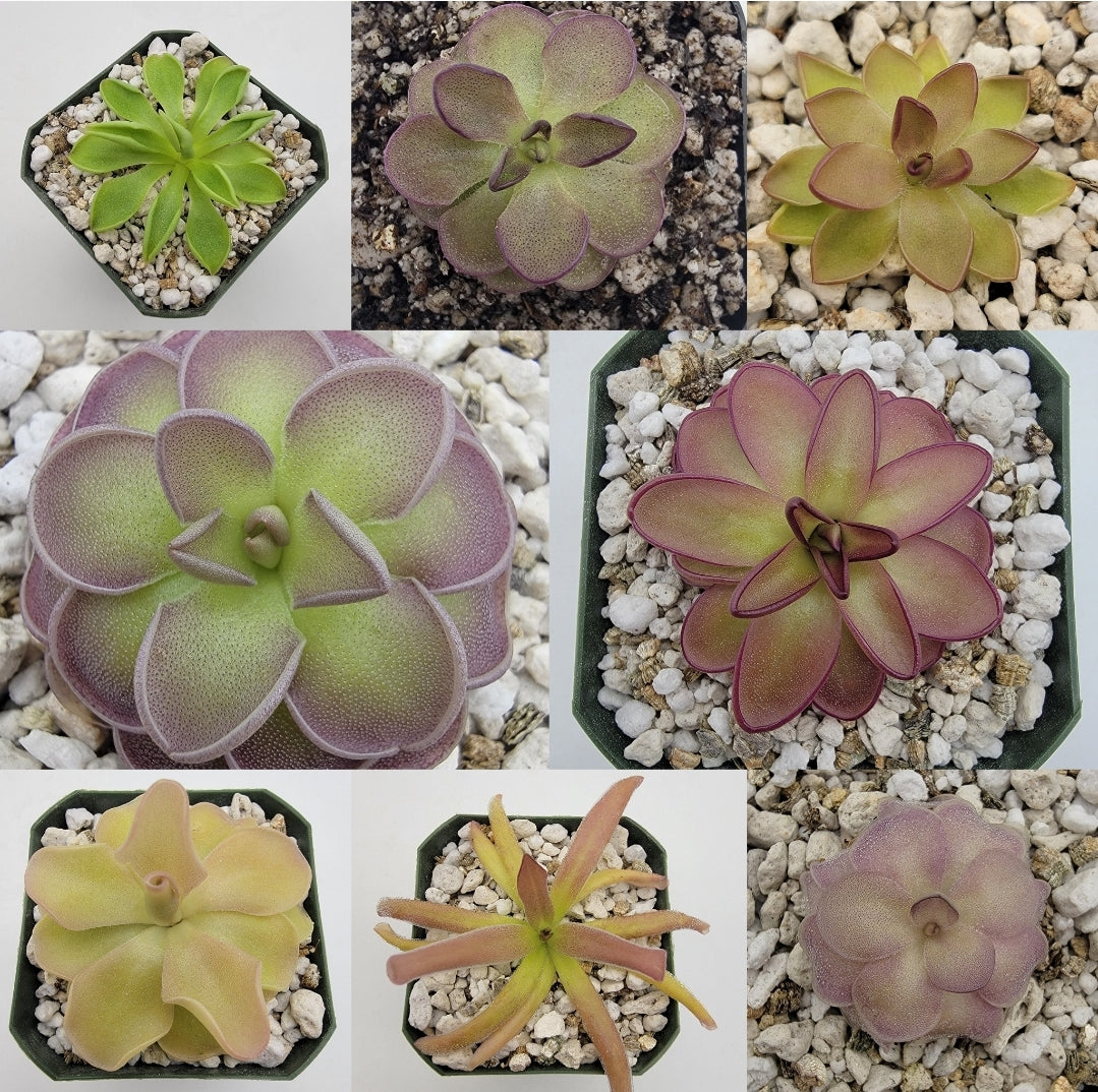 Mexican Butterworts (Pinguicula) β Carnivorous Plants