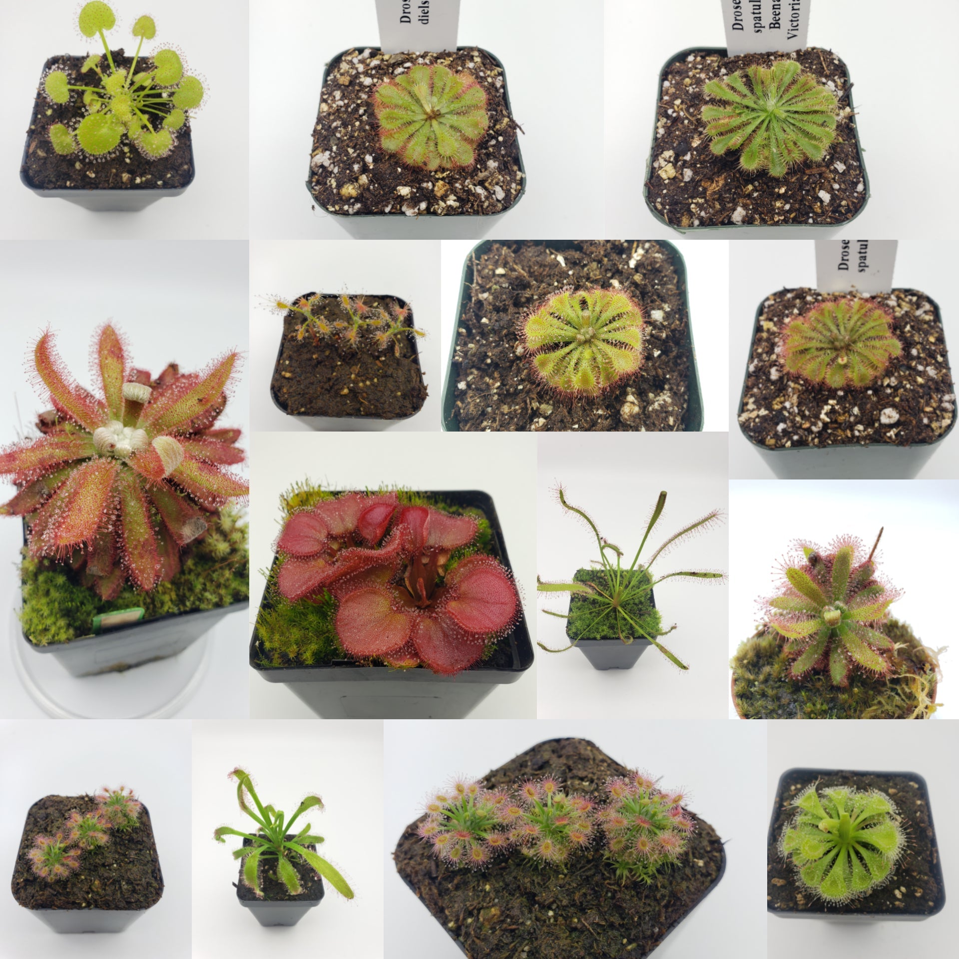 Sundews (Drosera) For Sale | Carnivorous Plants For sale |