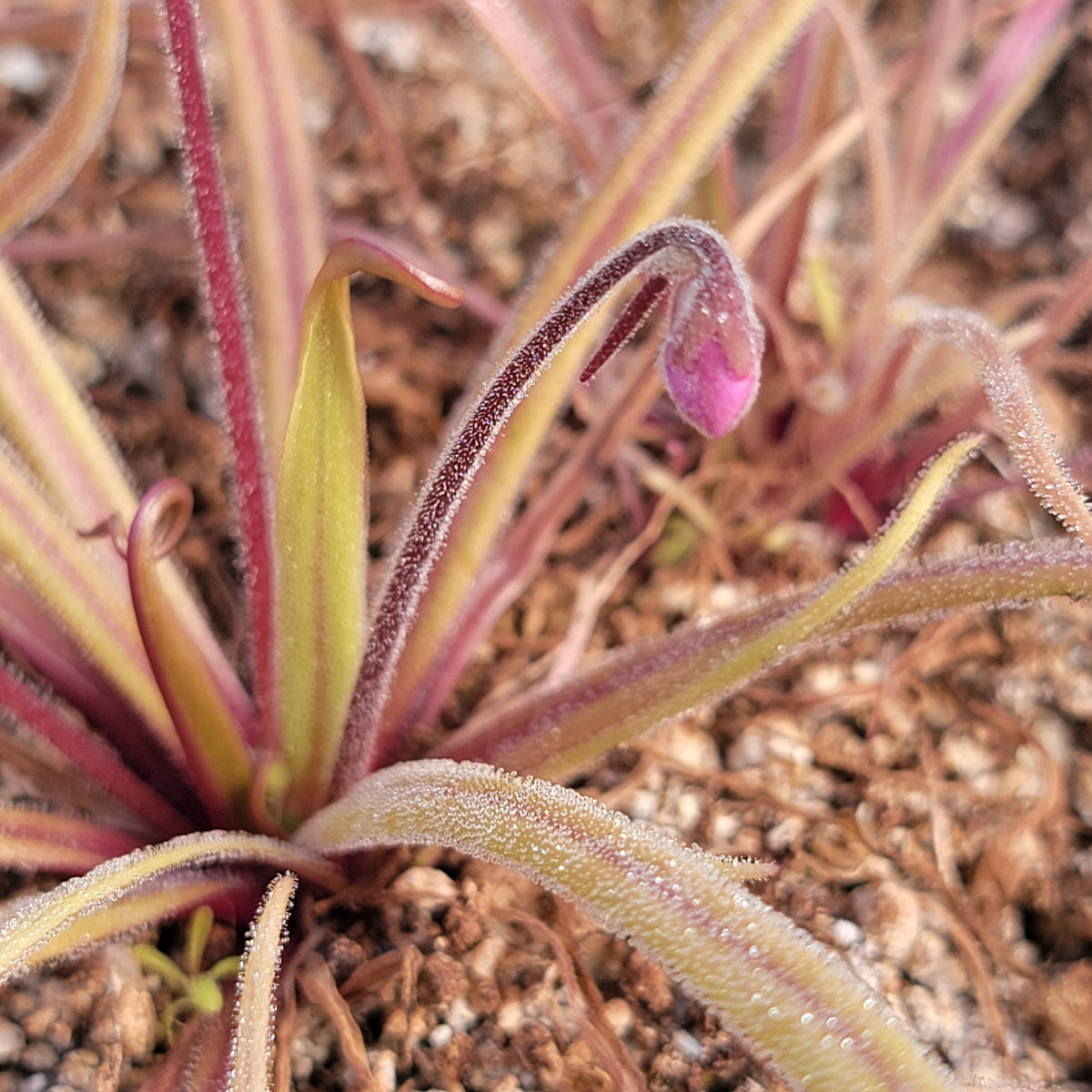 Pinguicula robertiana x moctezumae -Butterworts -Rainbow Carnivorous Plants LLC