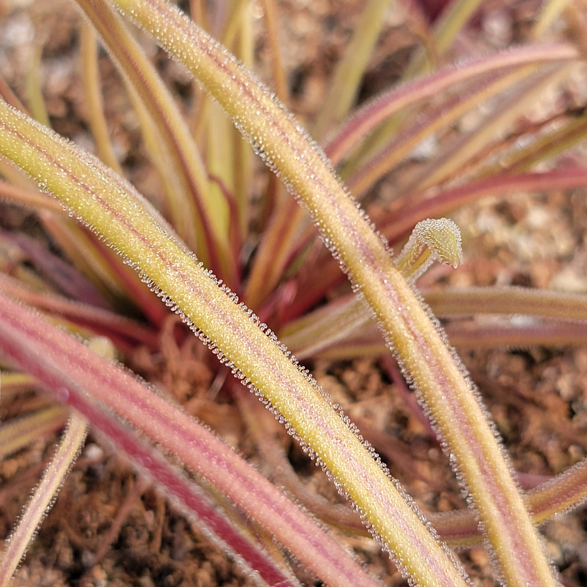 Pinguicula robertiana x moctezumae -Butterworts -Rainbow Carnivorous Plants LLC