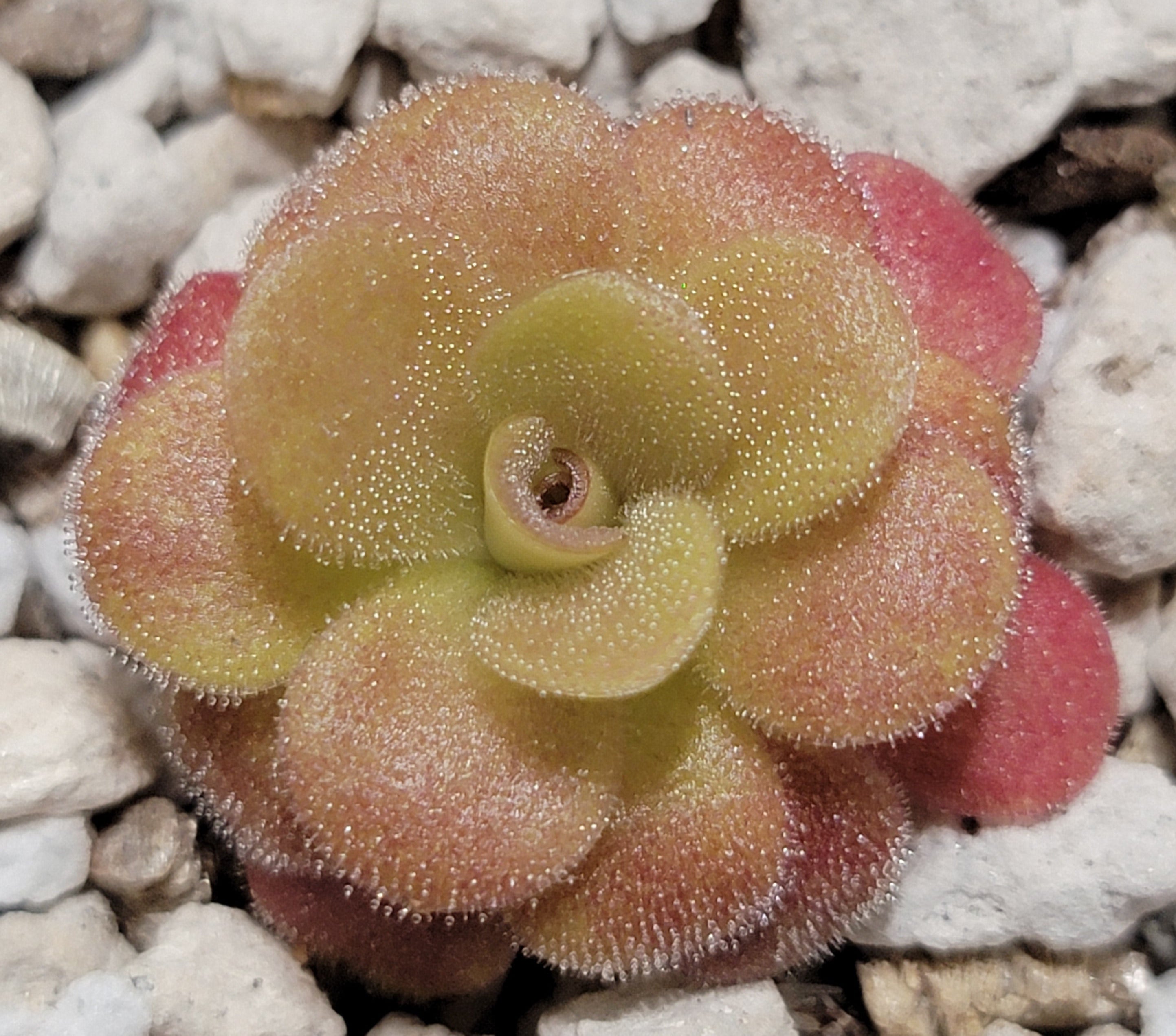 Pinguicula martinezii -Butterworts -Rainbow Carnivorous Plants LLC