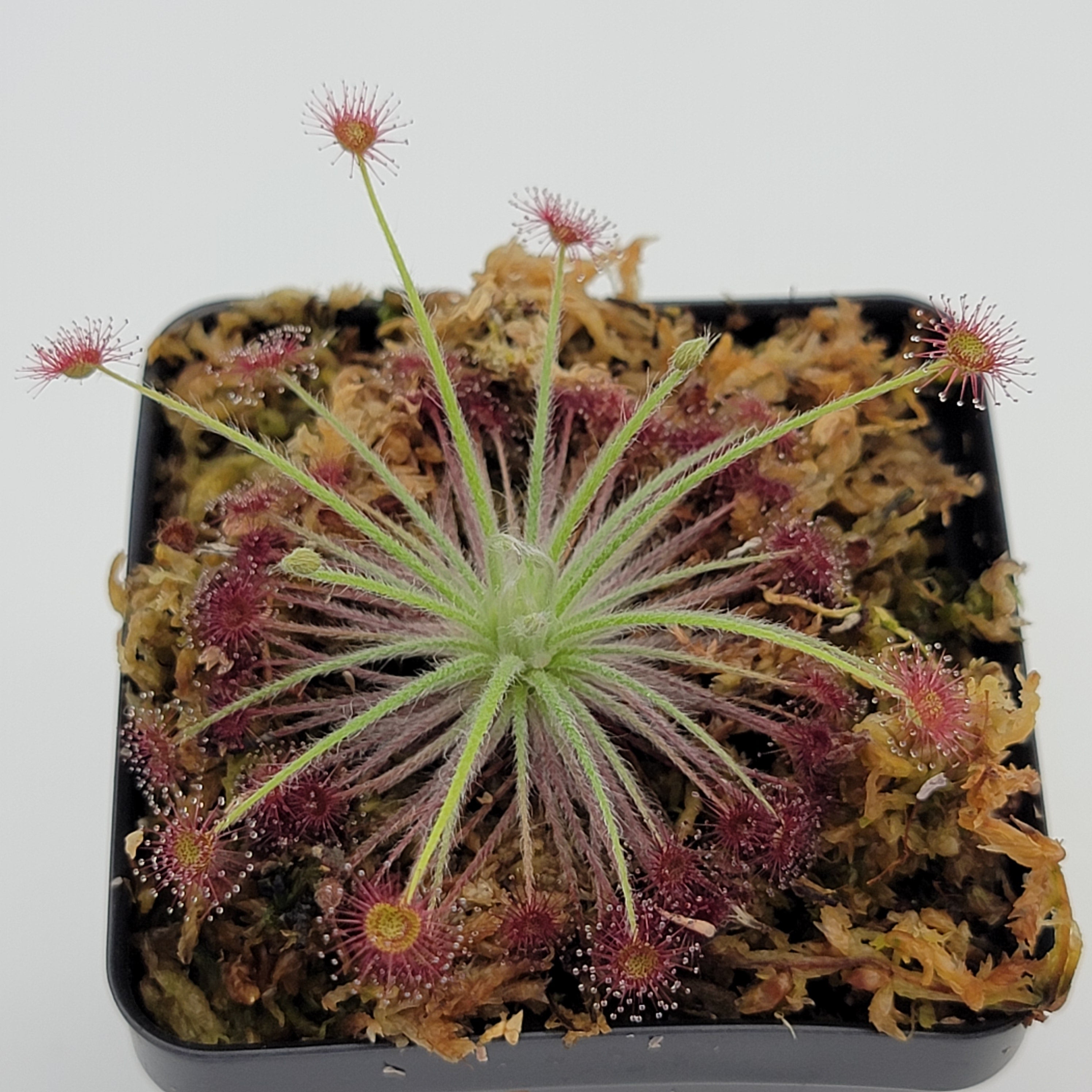 Drosera lanata x ordensis -Live carnivorous plant- - -Rainbow Carnivorous Plants LLC