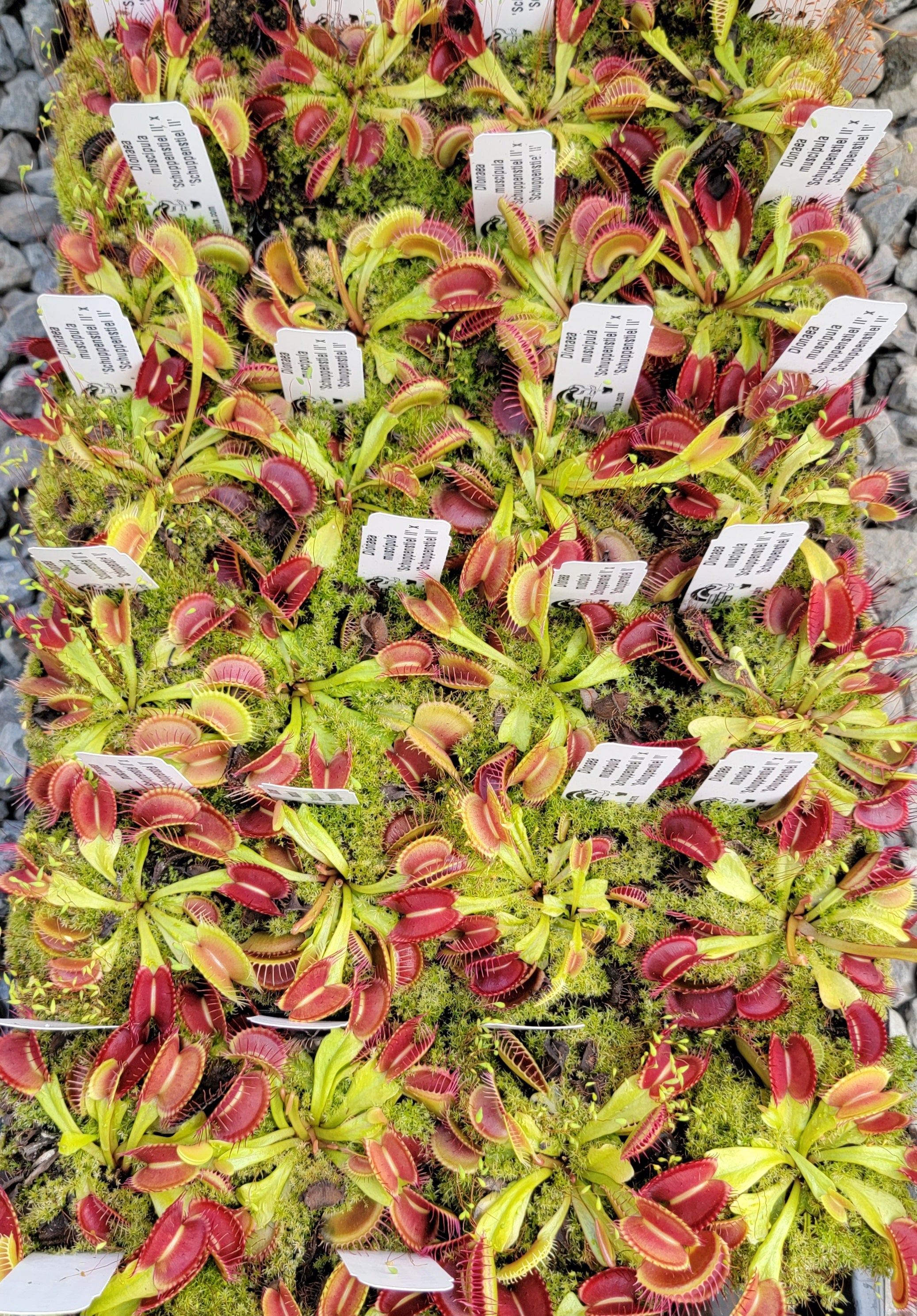 Venus flytrap (Dionaea muscipula) 'Schuppenstiel II' x 'Schuppenstiel II' - -Rainbow Carnivorous Plants LLC