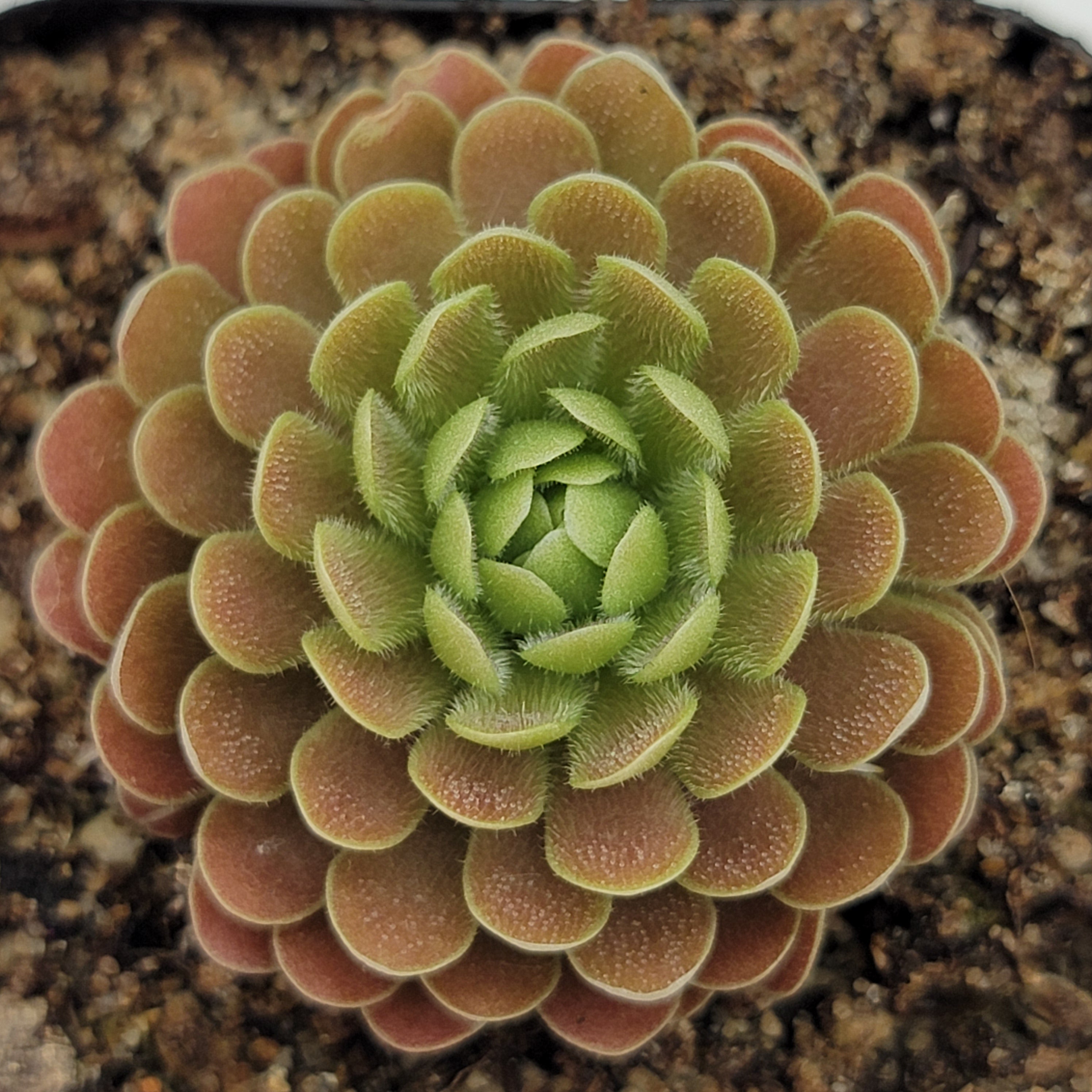 Pinguicula sp. "El Mirador" -Butterworts -Rainbow Carnivorous Plants LLC