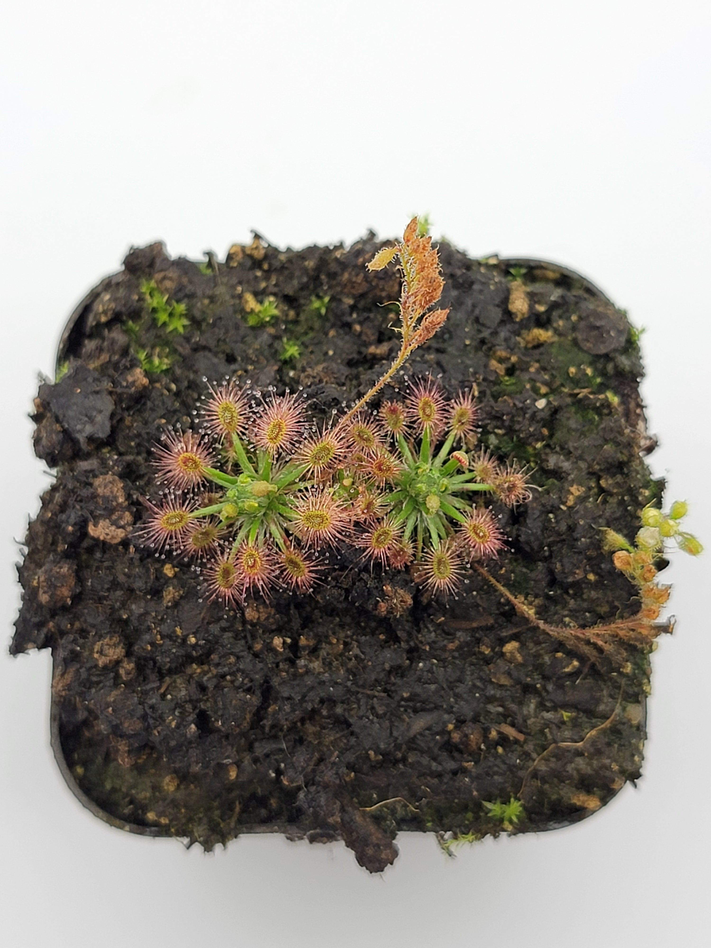 Drosera roseana - -Rainbow Carnivorous Plants LLC