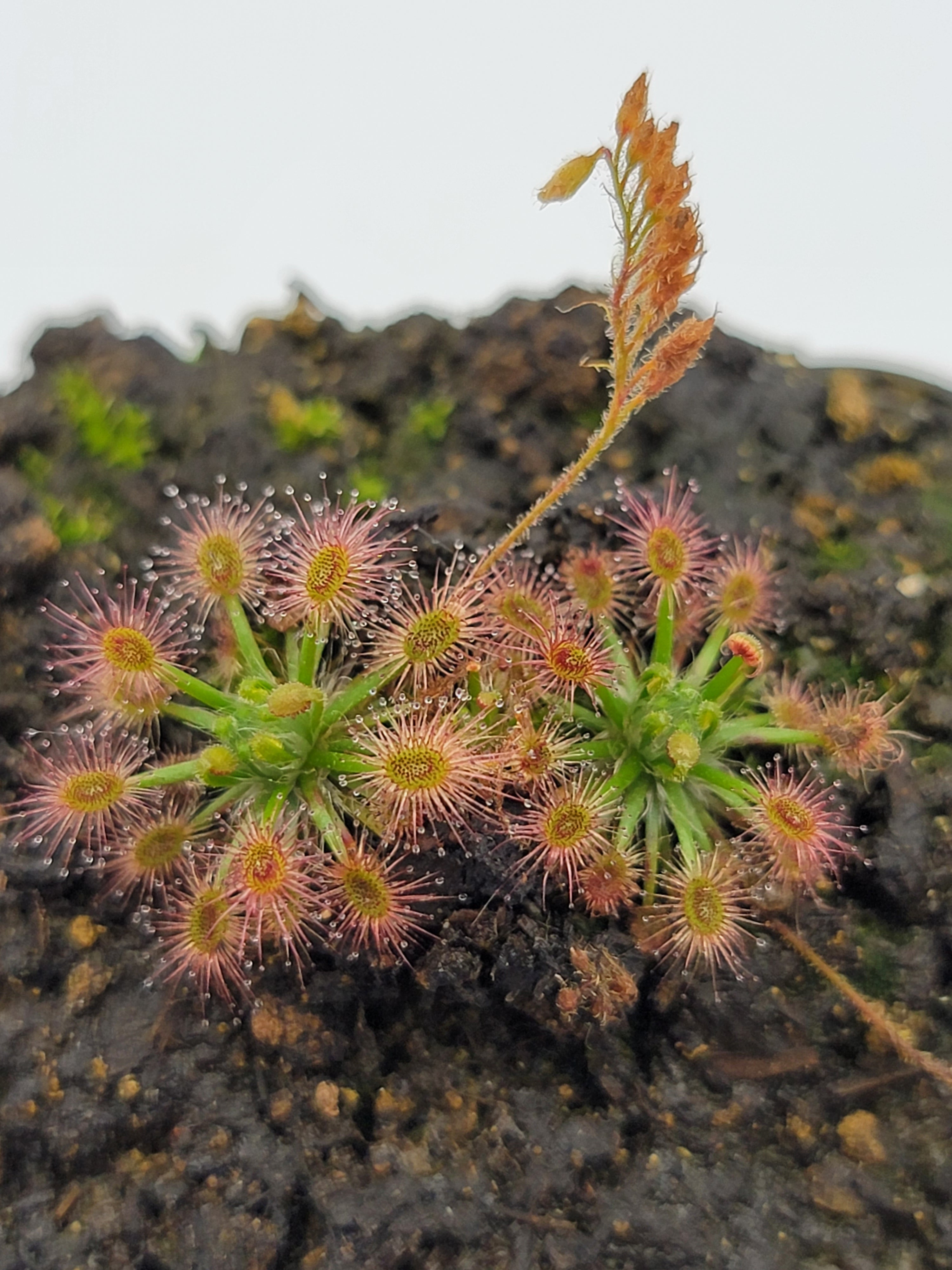 Drosera roseana - -Rainbow Carnivorous Plants LLC