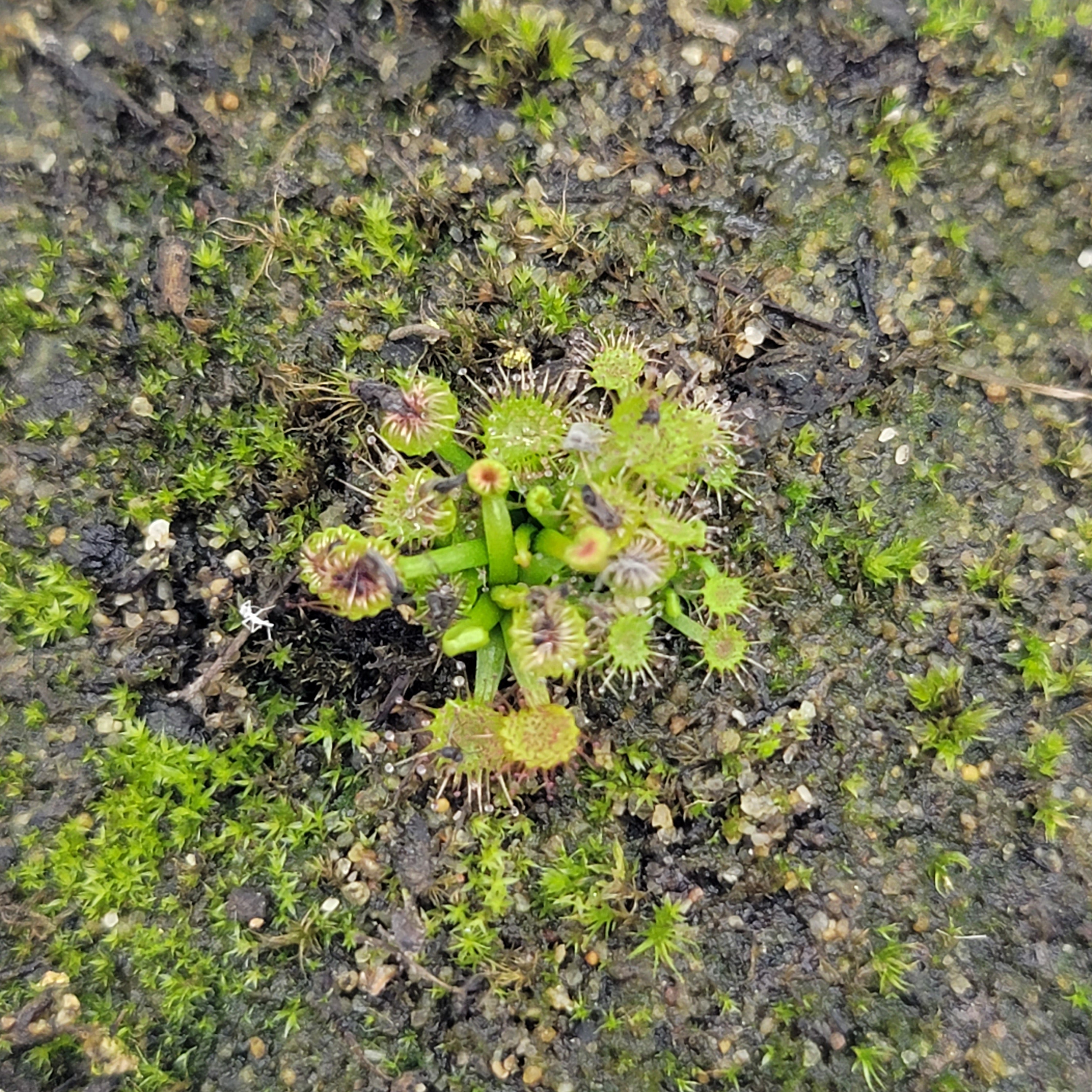 Drosera auriculata {Brisbane Ranges, AU} -Drosera -Rainbow Carnivorous Plants LLC