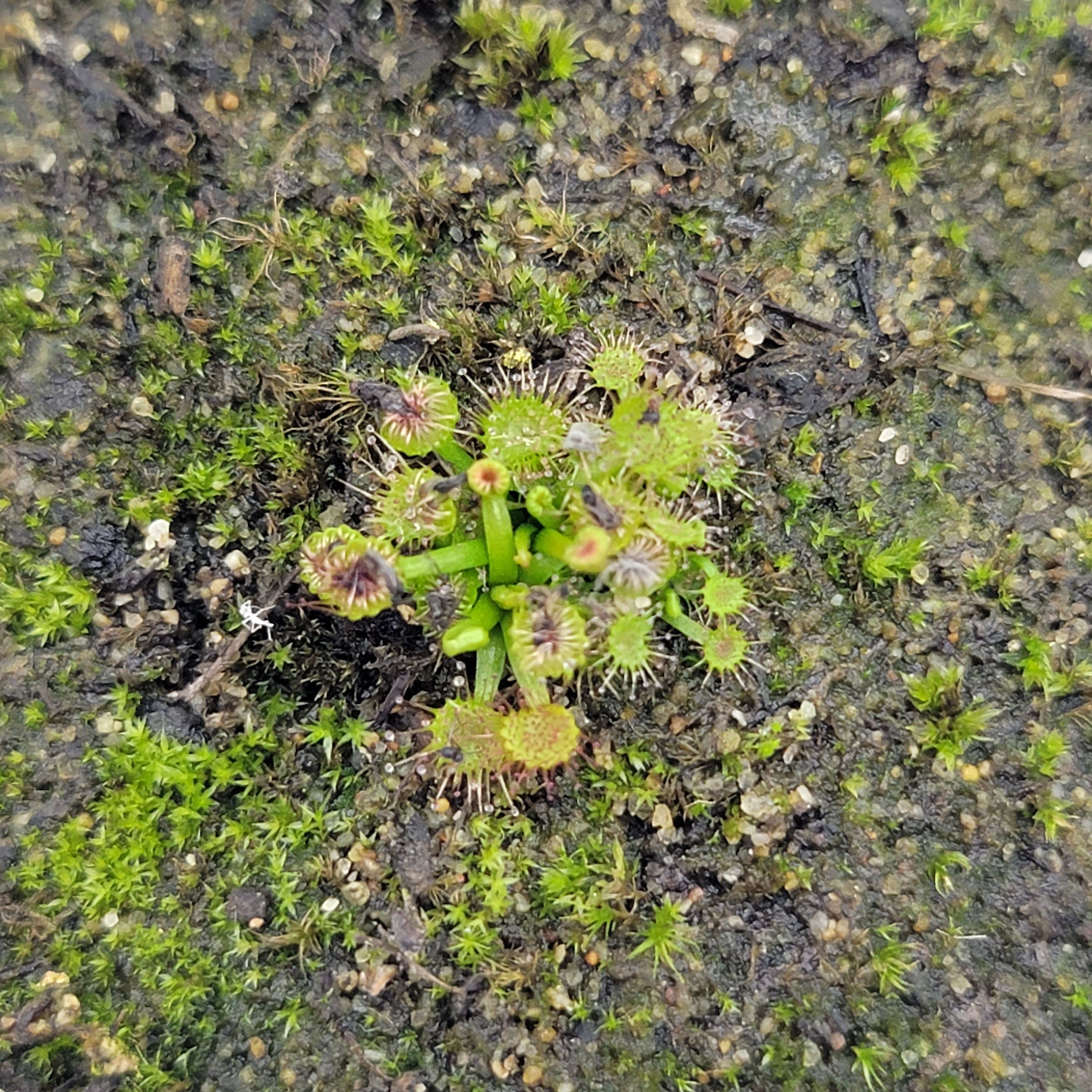 Drosera auriculata {Brisbane Ranges, AU} - Rainbow Carnivorous Plants LLC