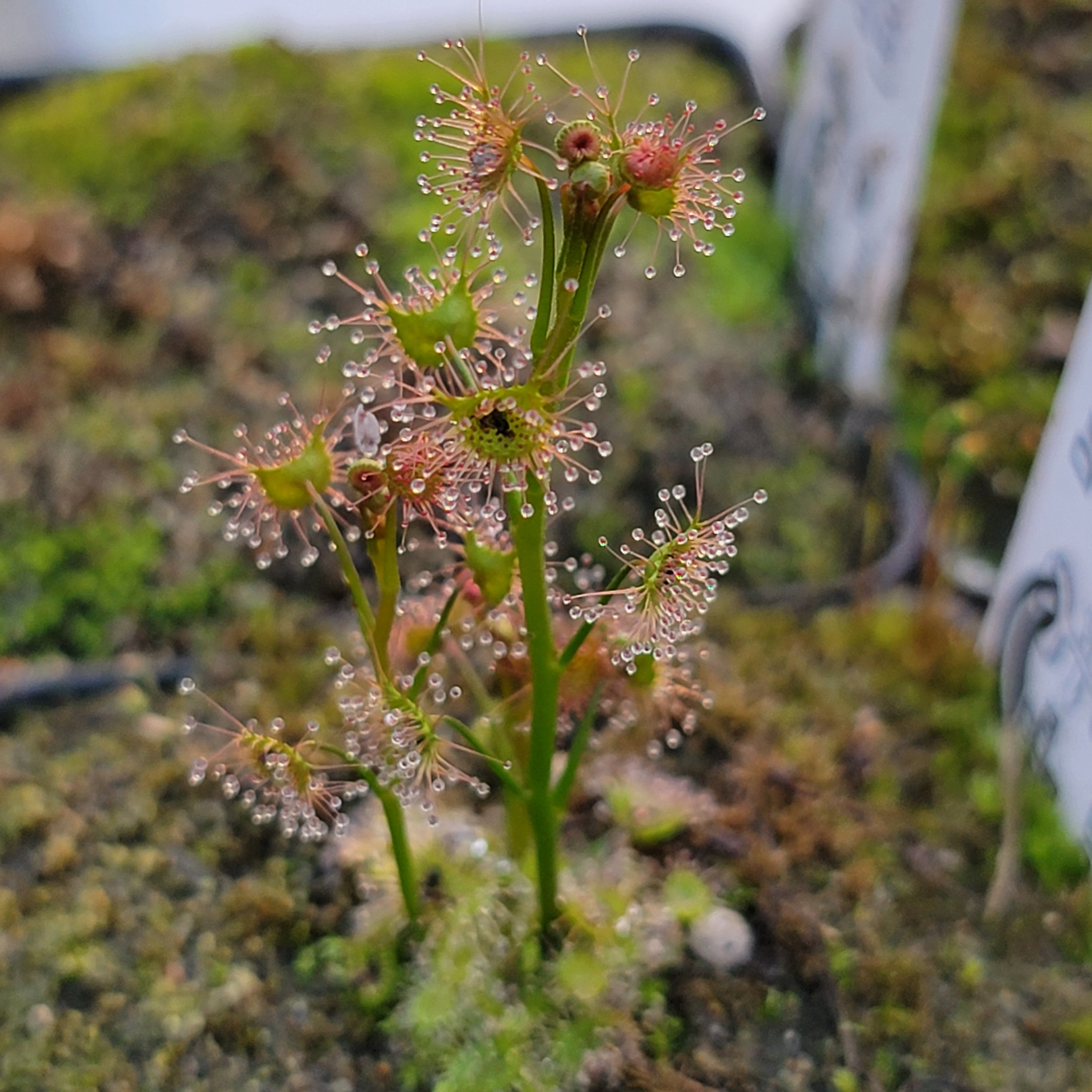 Drosera auriculata {Brisbane Ranges, AU} - Rainbow Carnivorous Plants LLC