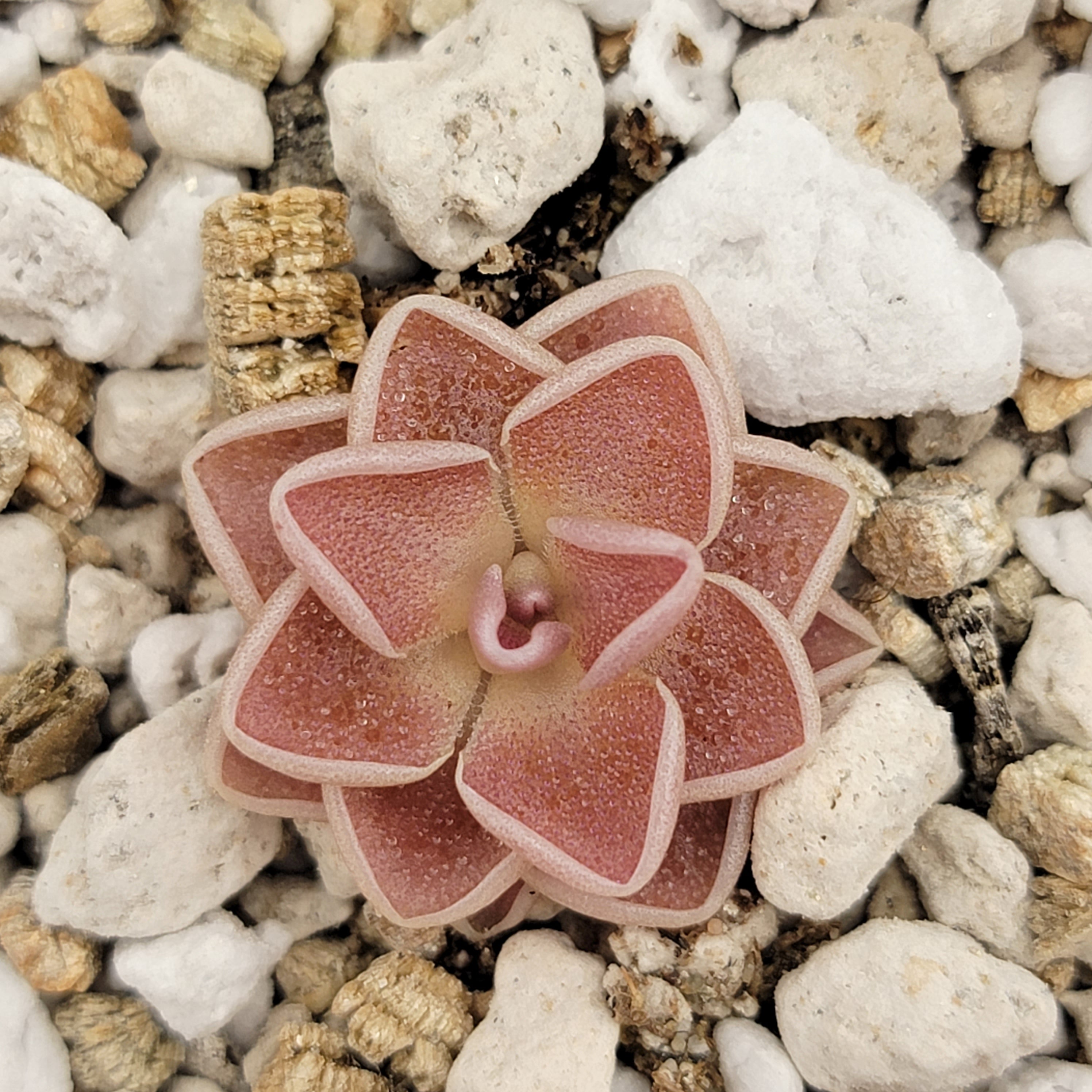 Pinguicula ehlersiae 'Victoria' -Butterworts -Rainbow Carnivorous Plants LLC