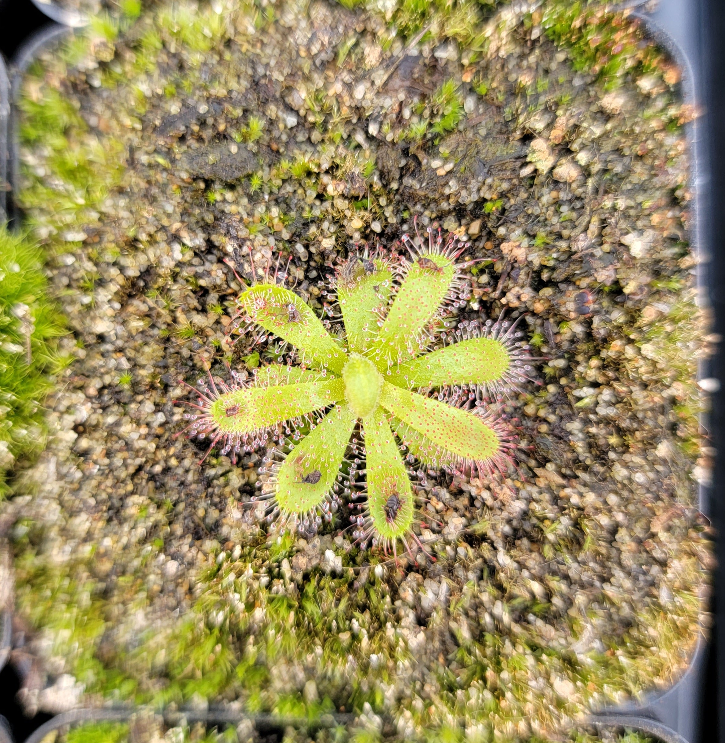 Drosera cistiflora (salmon flower) -Drosera -Rainbow Carnivorous Plants LLC