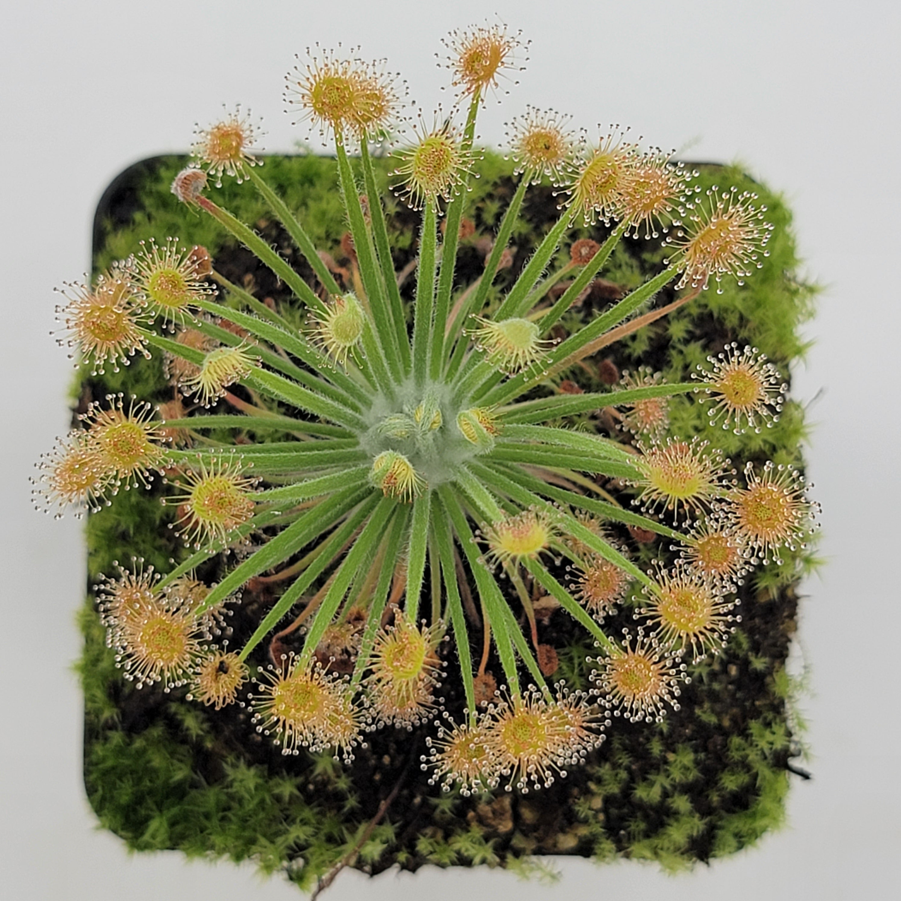 Drosera broomensis - -Rainbow Carnivorous Plants LLC