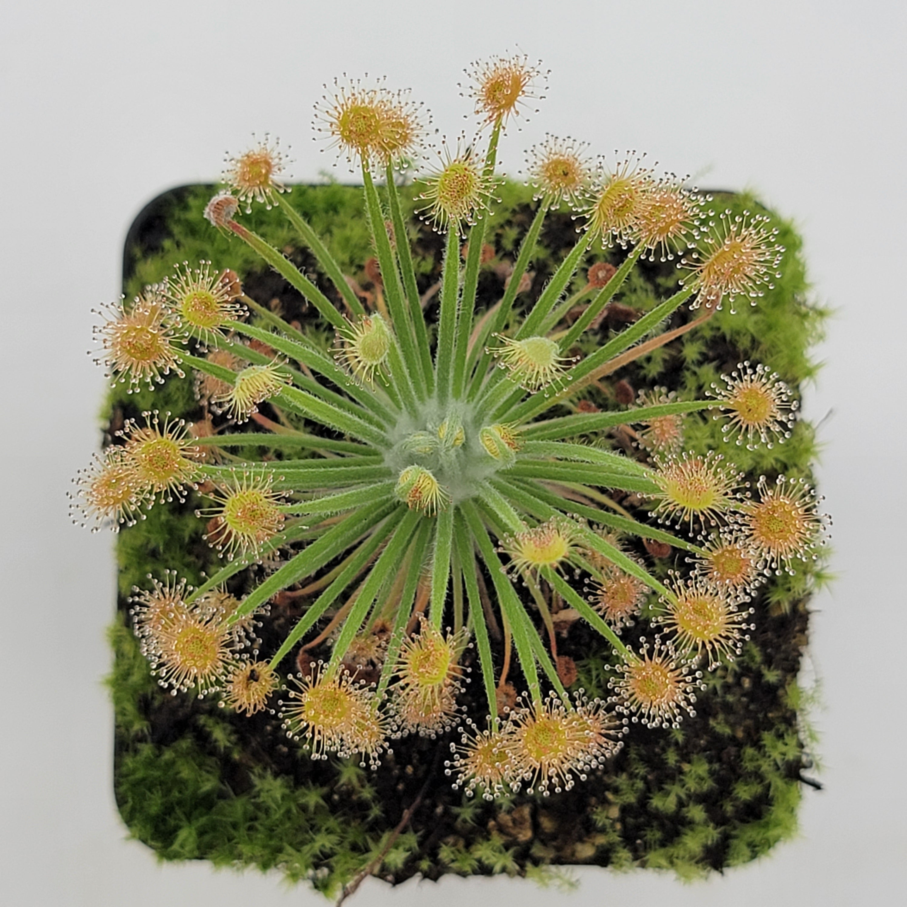 Drosera broomensis - -Rainbow Carnivorous Plants LLC