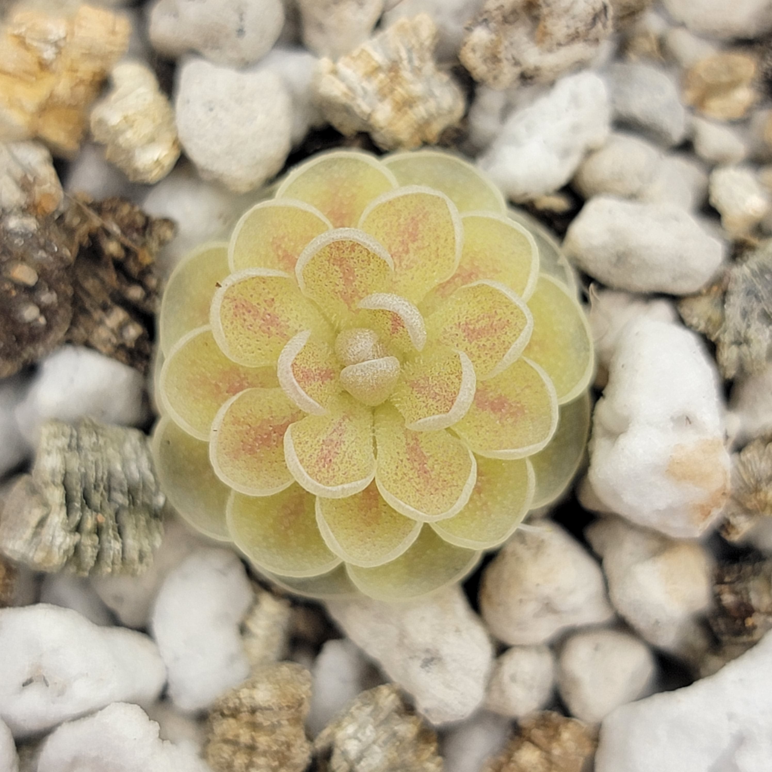 Pinguicula jaumavensis 'Cardonal' -Butterworts -Rainbow Carnivorous Plants LLC