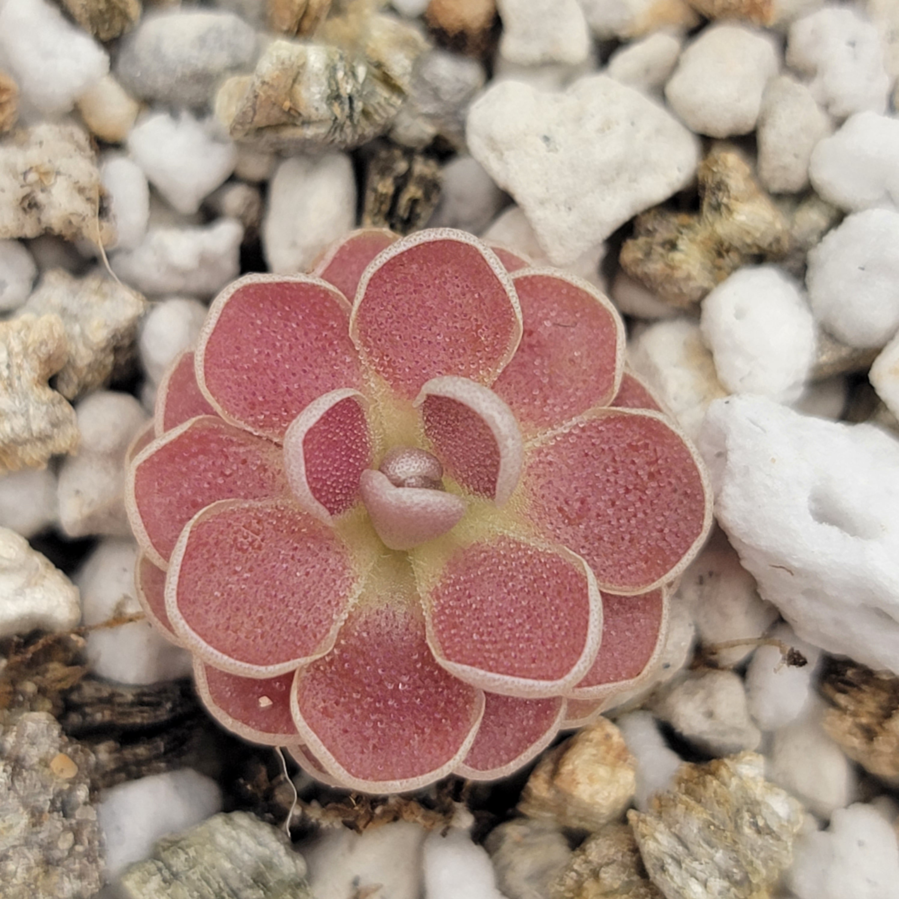 Pinguicula 'Florian' -Butterworts -Rainbow Carnivorous Plants LLC
