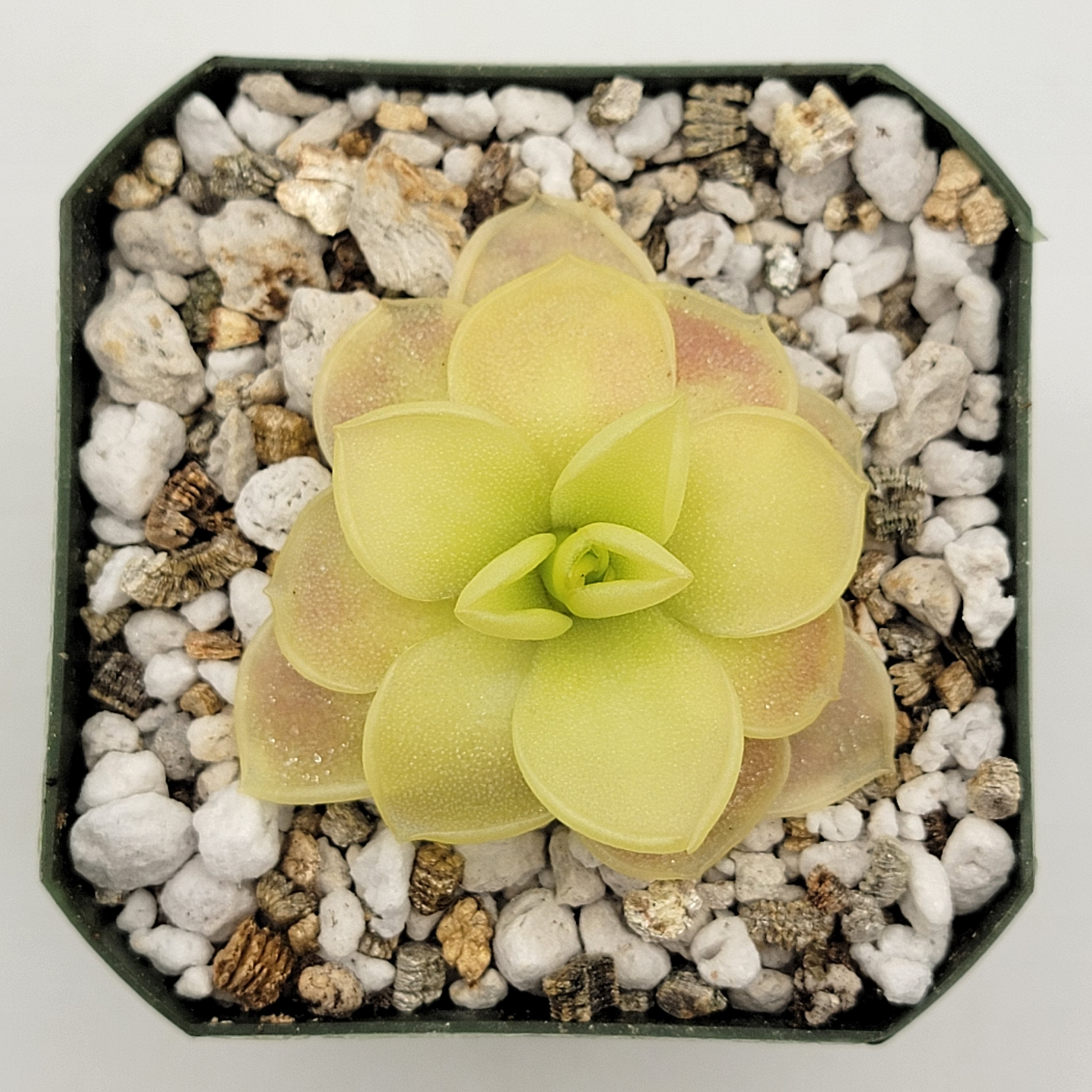 Pinguicula moranensis var. caudata x spec. Guatemala -Butterworts -Rainbow Carnivorous Plants LLC