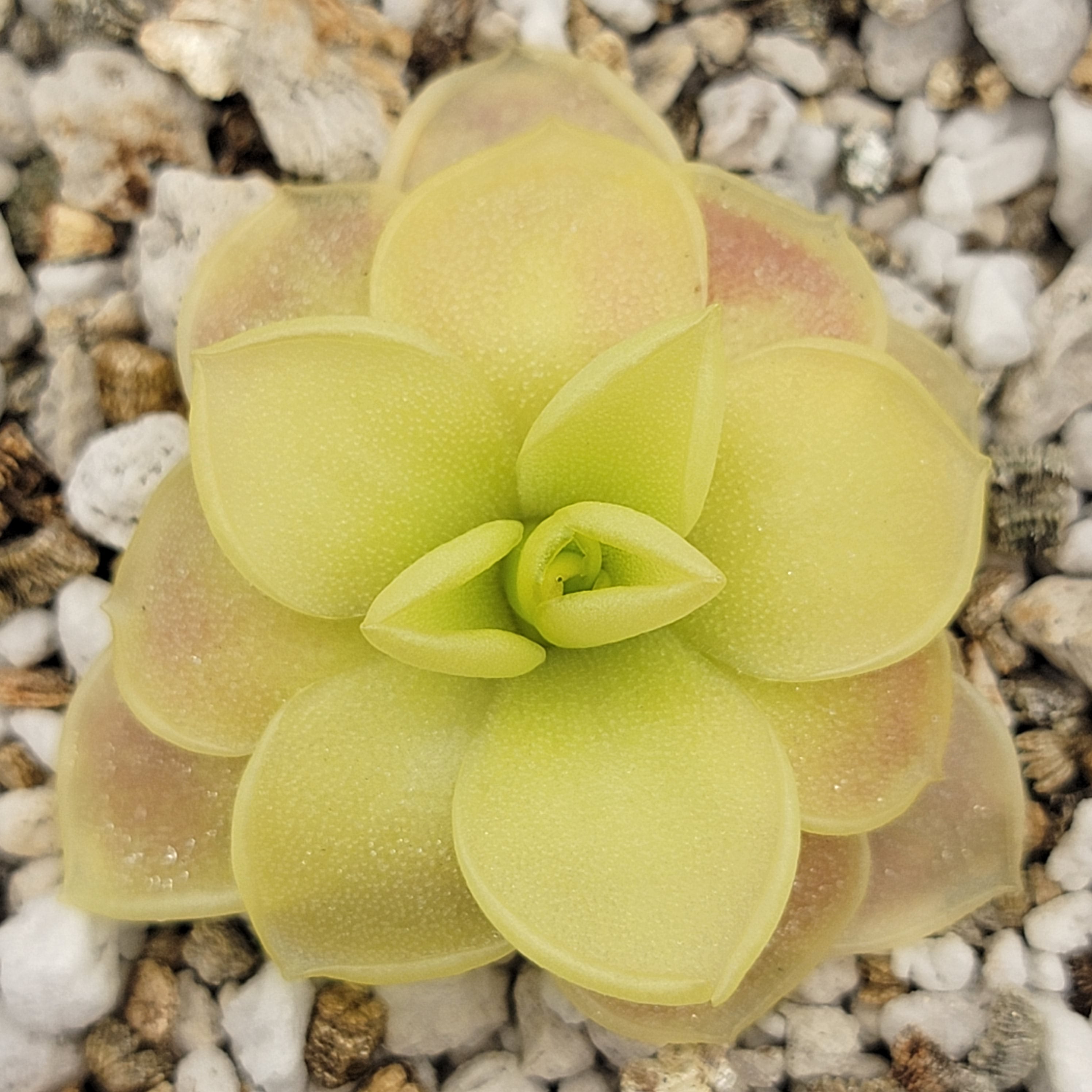 Pinguicula moranensis var. caudata x spec. Guatemala -Butterworts -Rainbow Carnivorous Plants LLC