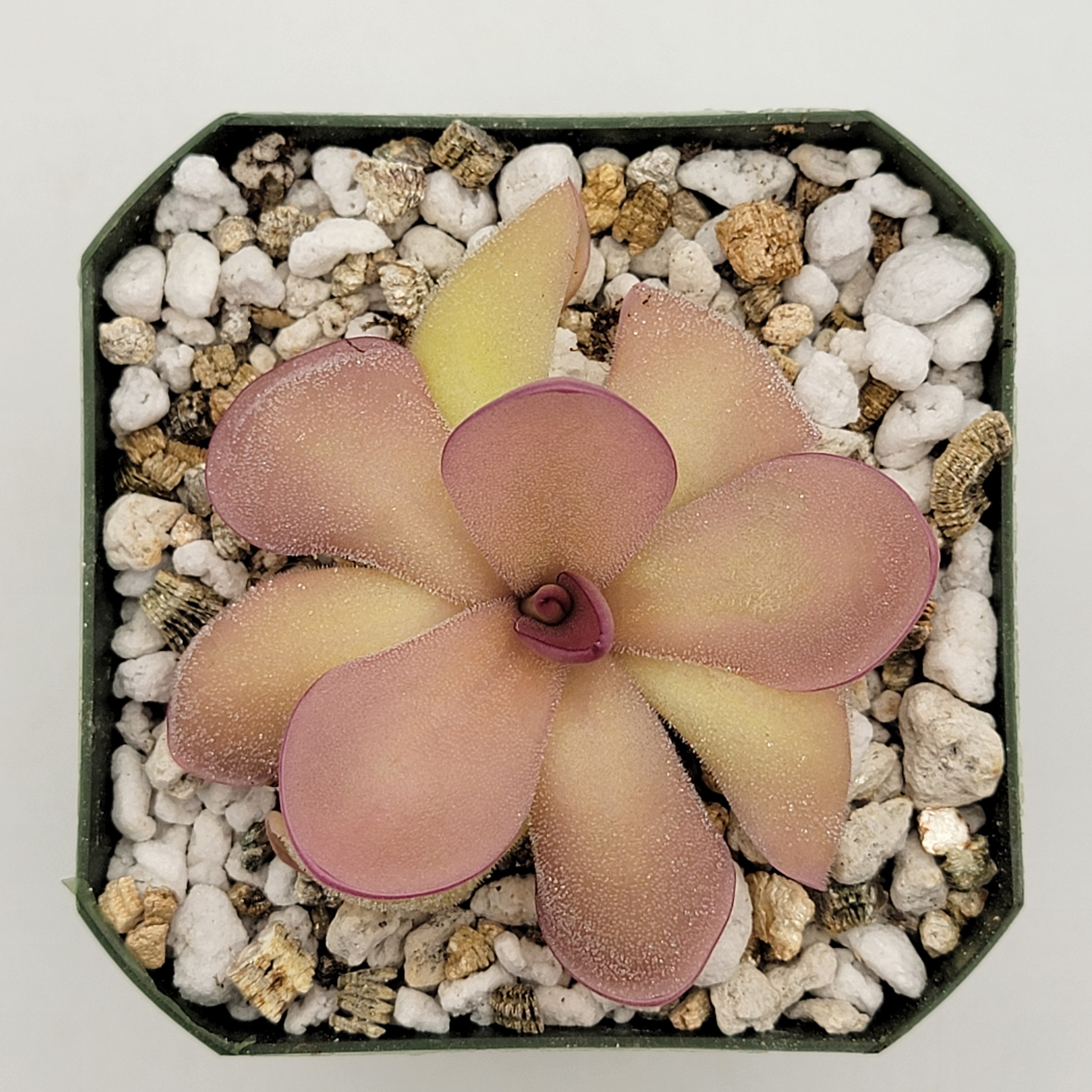 Pinguicula agnata 'El Lobo' x hemiepiphytica -Butterworts -Rainbow Carnivorous Plants LLC