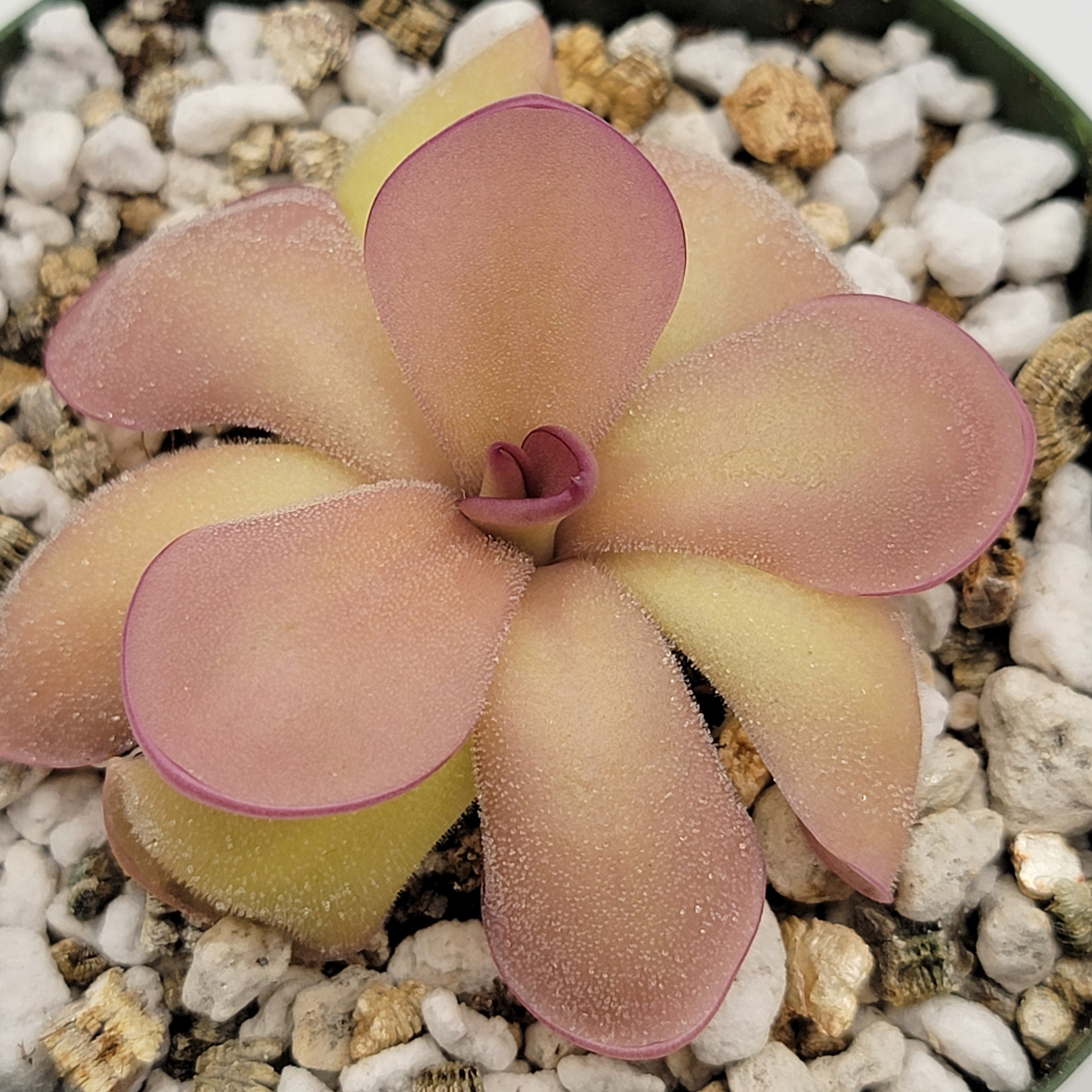 Pinguicula agnata 'El Lobo' x hemiepiphytica -Butterworts -Rainbow Carnivorous Plants LLC