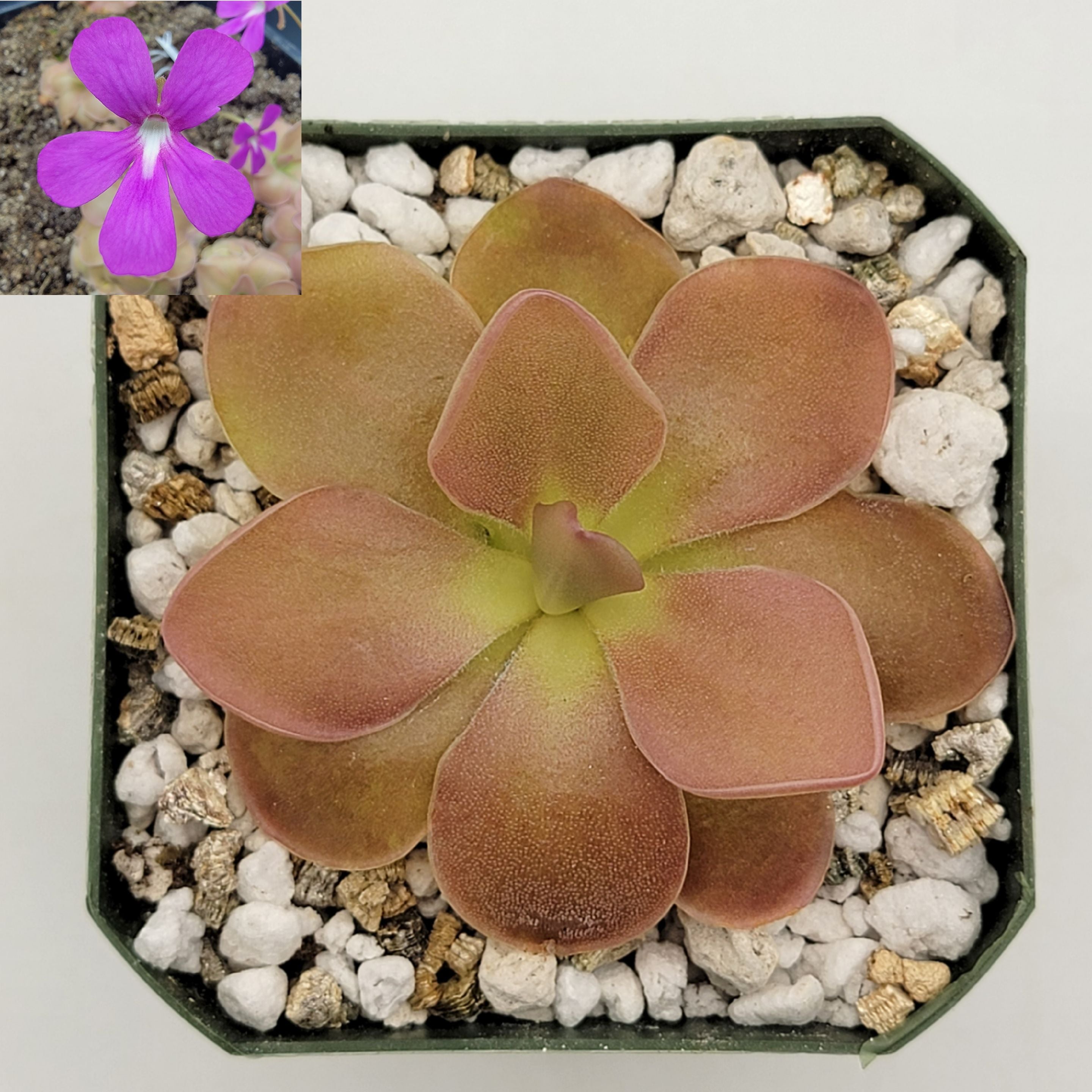 Pinguicula 'Sethos' -Butterworts -Rainbow Carnivorous Plants LLC
