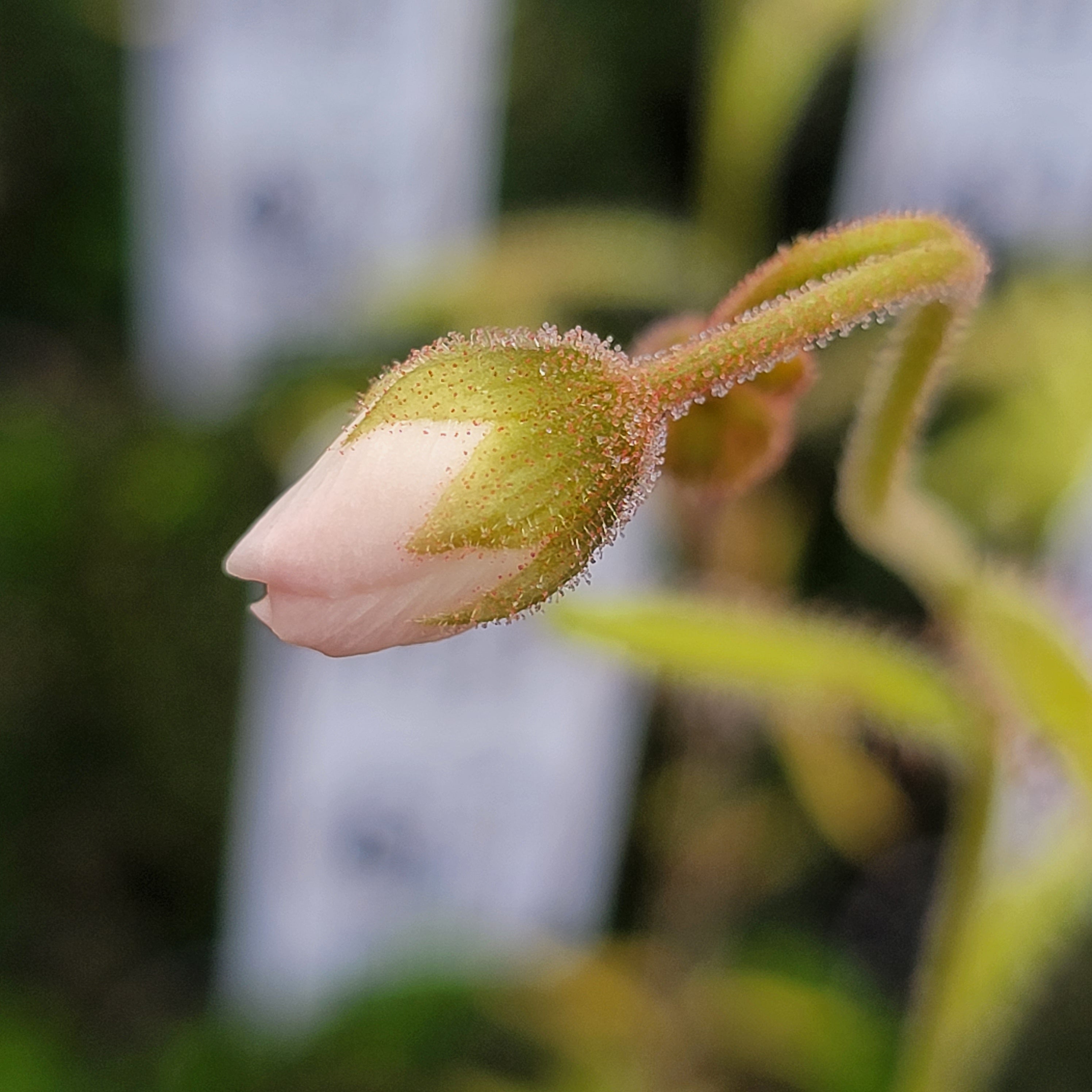 Drosera cistiflora cream flower {South of Malmesbury, South Africa} -Drosera -Rainbow Carnivorous Plants LLC