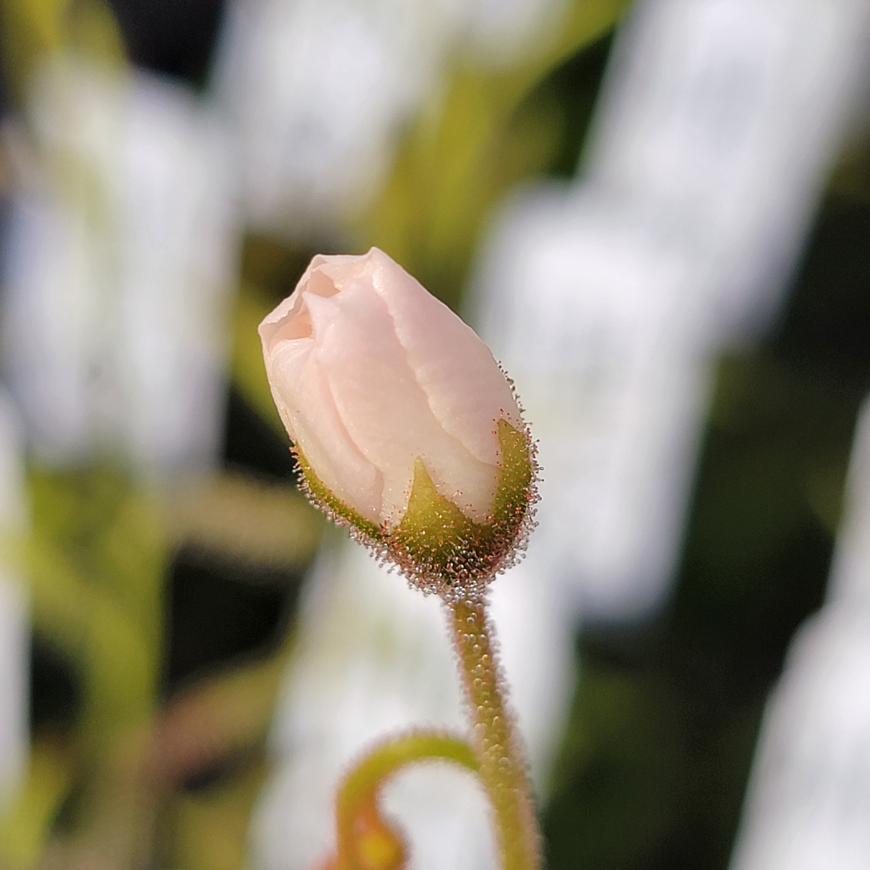 Drosera cistiflora cream flower {South of Malmesbury, South Africa} -Drosera -Rainbow Carnivorous Plants LLC