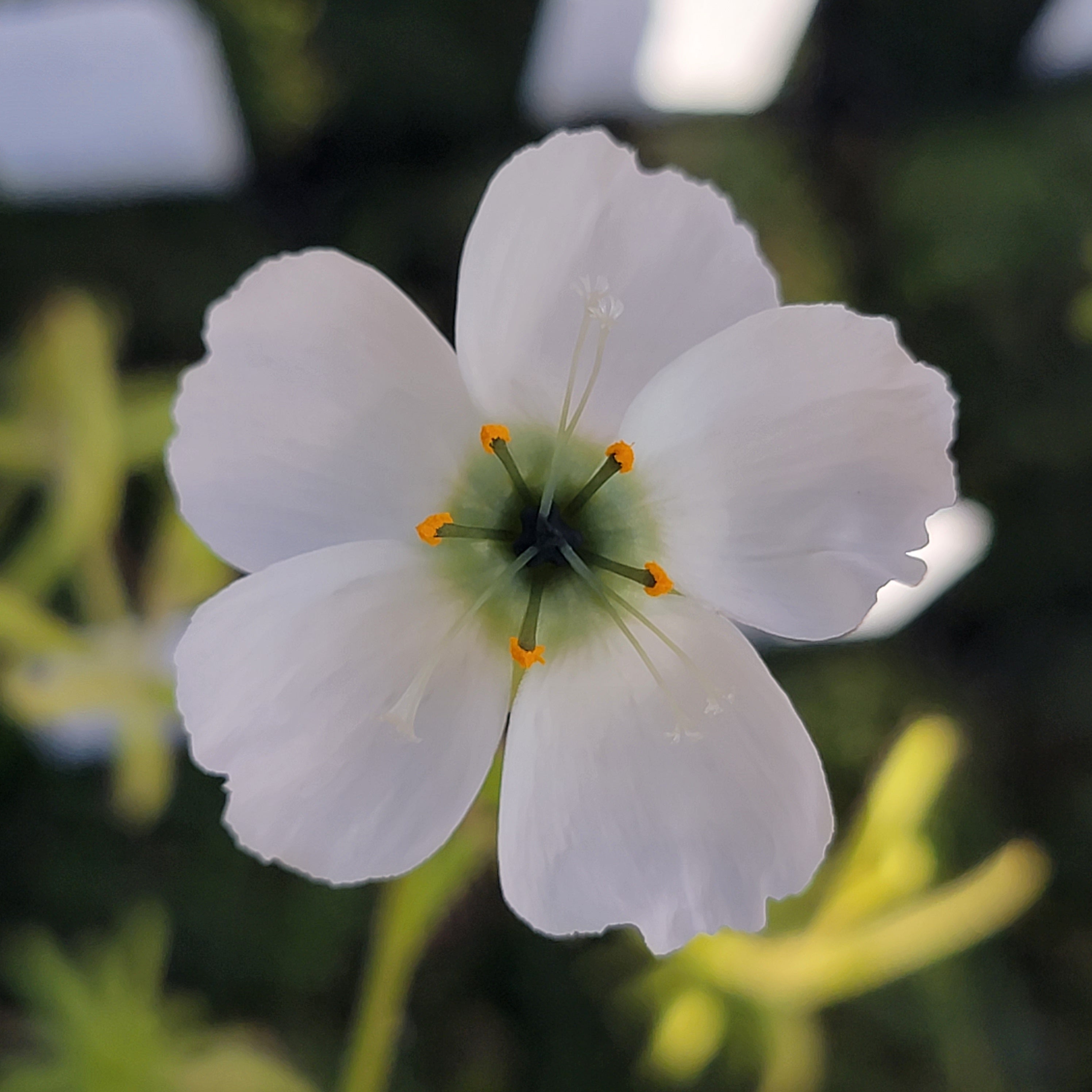 Drosera cistiflora cream flower {South of Malmesbury, South Africa} -Drosera -Rainbow Carnivorous Plants LLC