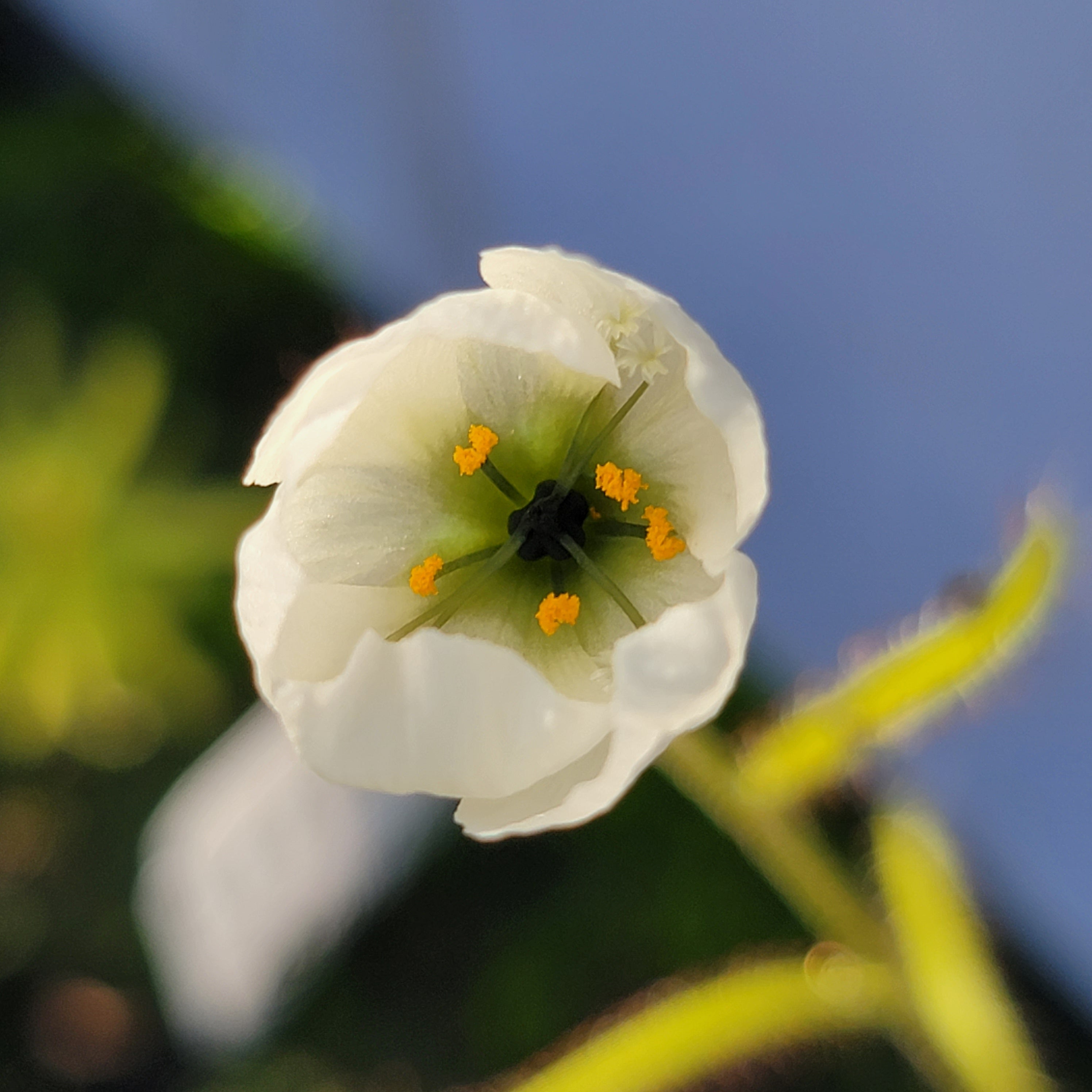 Drosera cistiflora cream flower {South of Malmesbury, South Africa} -Drosera -Rainbow Carnivorous Plants LLC