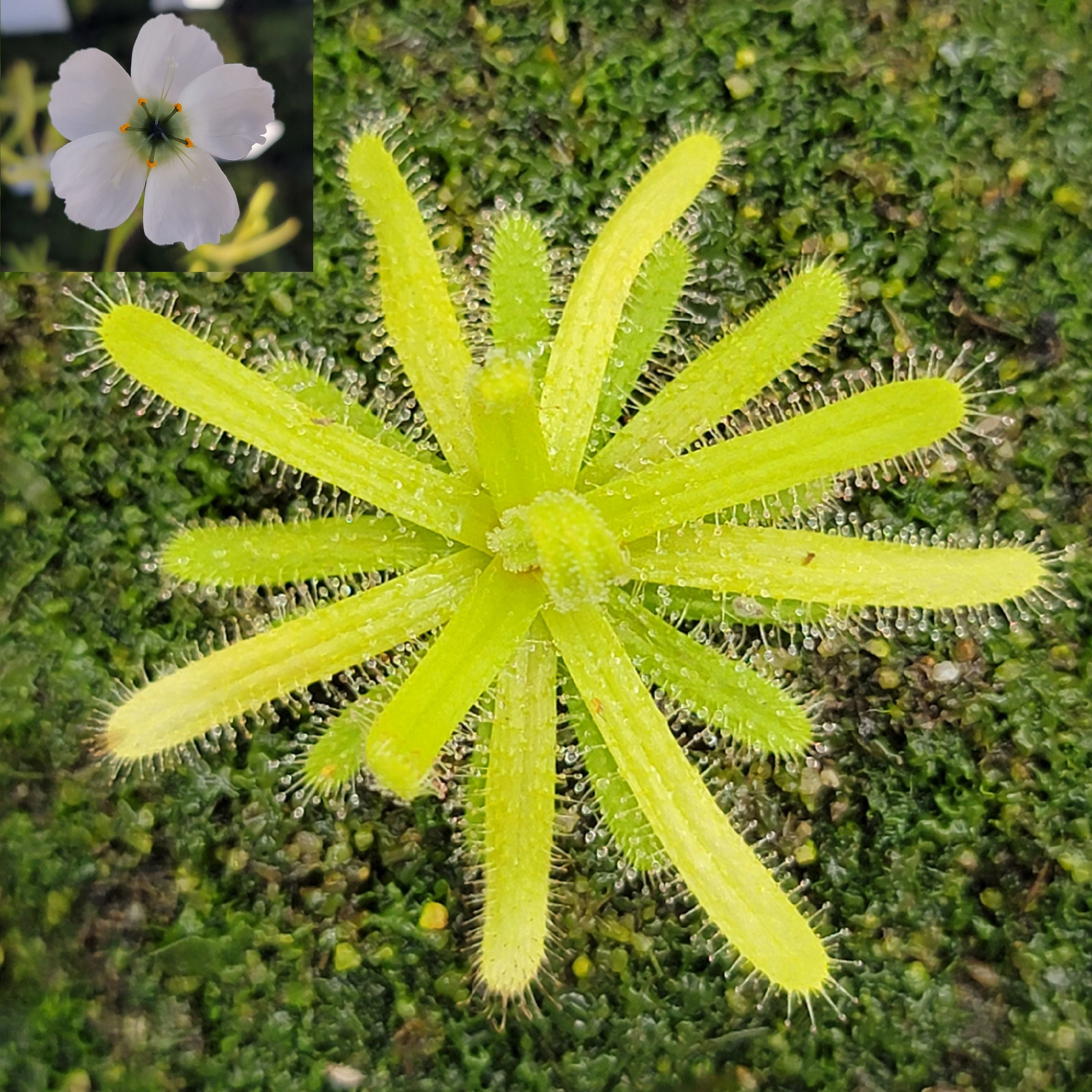 Drosera cistiflora cream flower {South of Malmesbury, South Africa} -Drosera -Rainbow Carnivorous Plants LLC