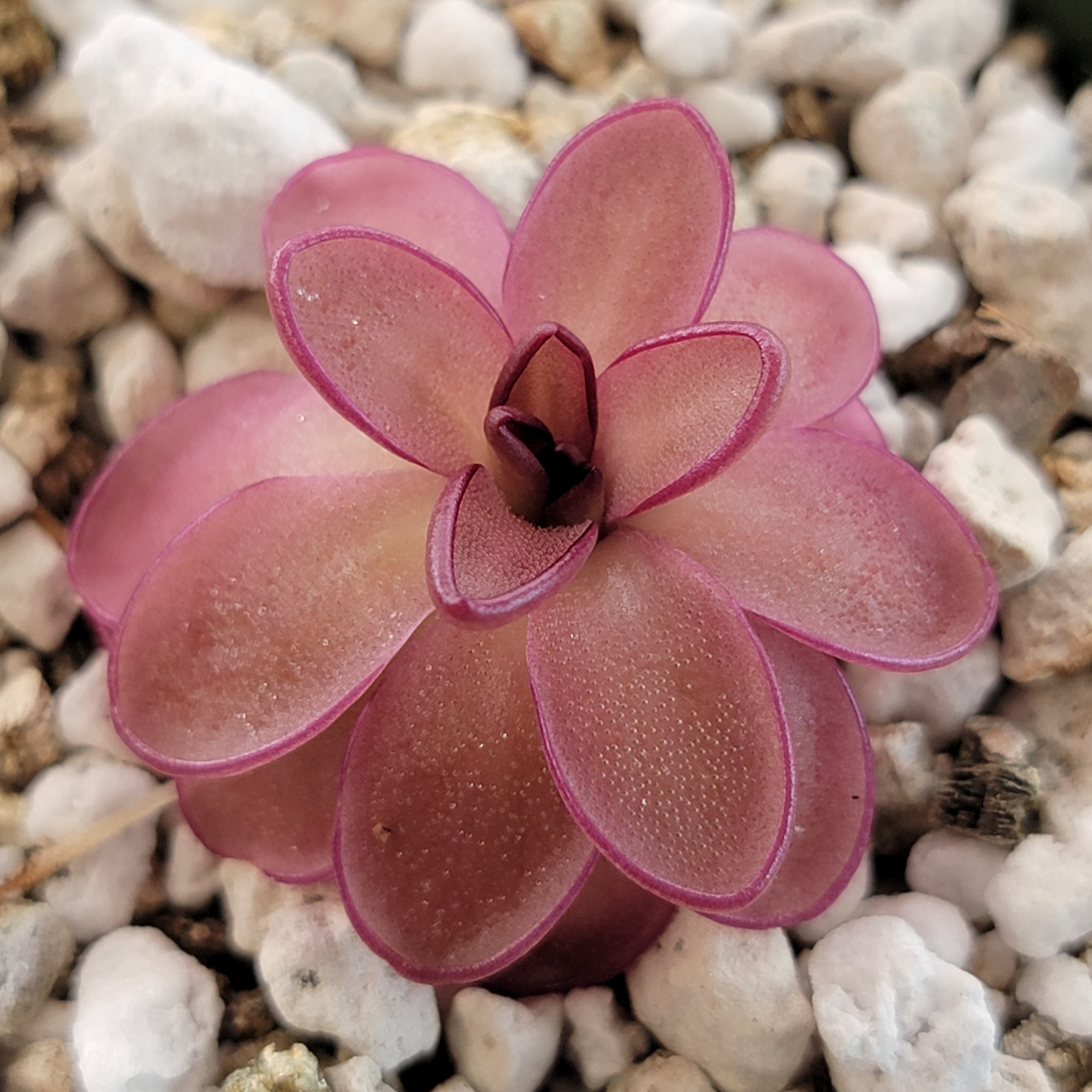 Pinguicula potosiensis -Butterworts -Rainbow Carnivorous Plants LLC