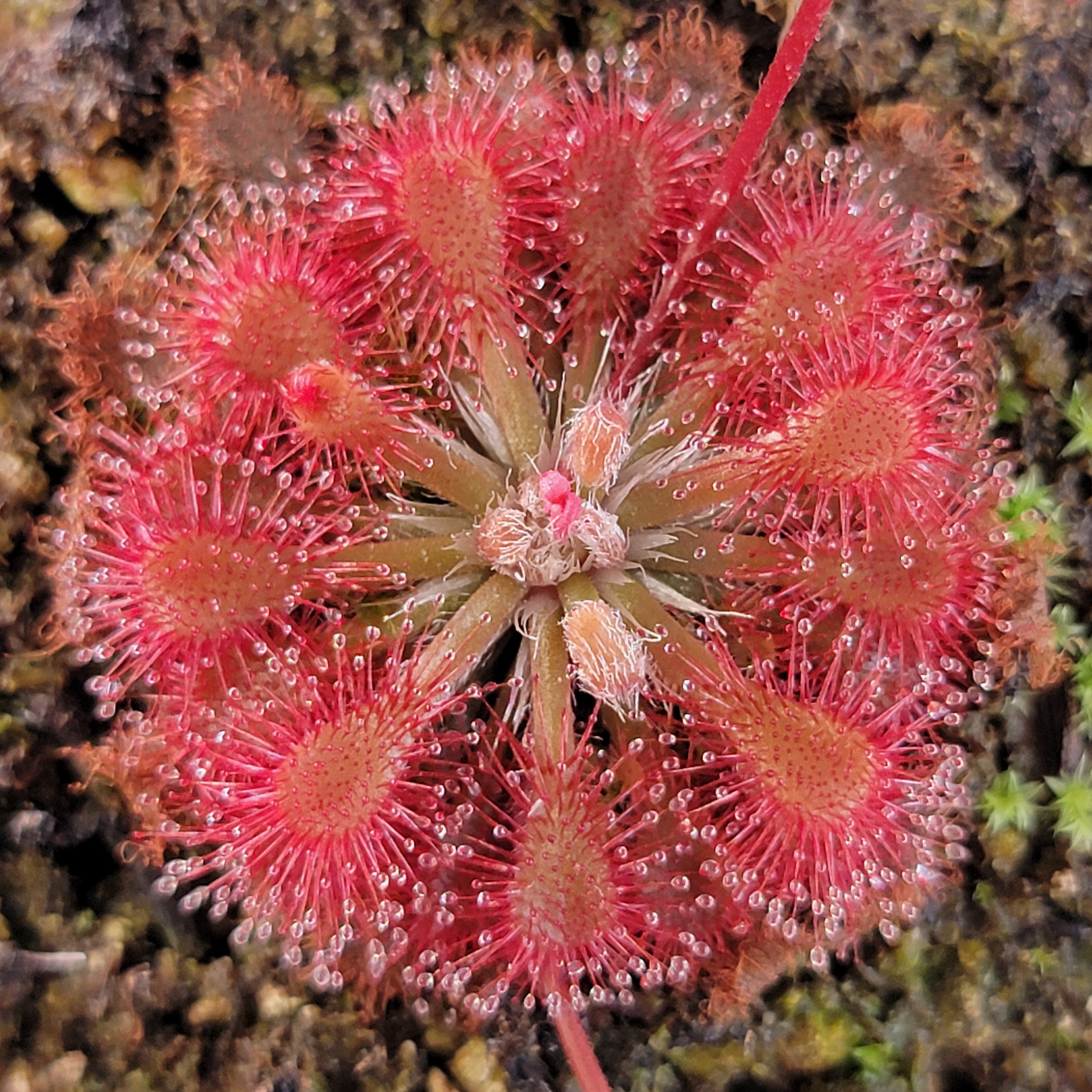 Drosera oblanceolata -Drosera -Rainbow Carnivorous Plants LLC