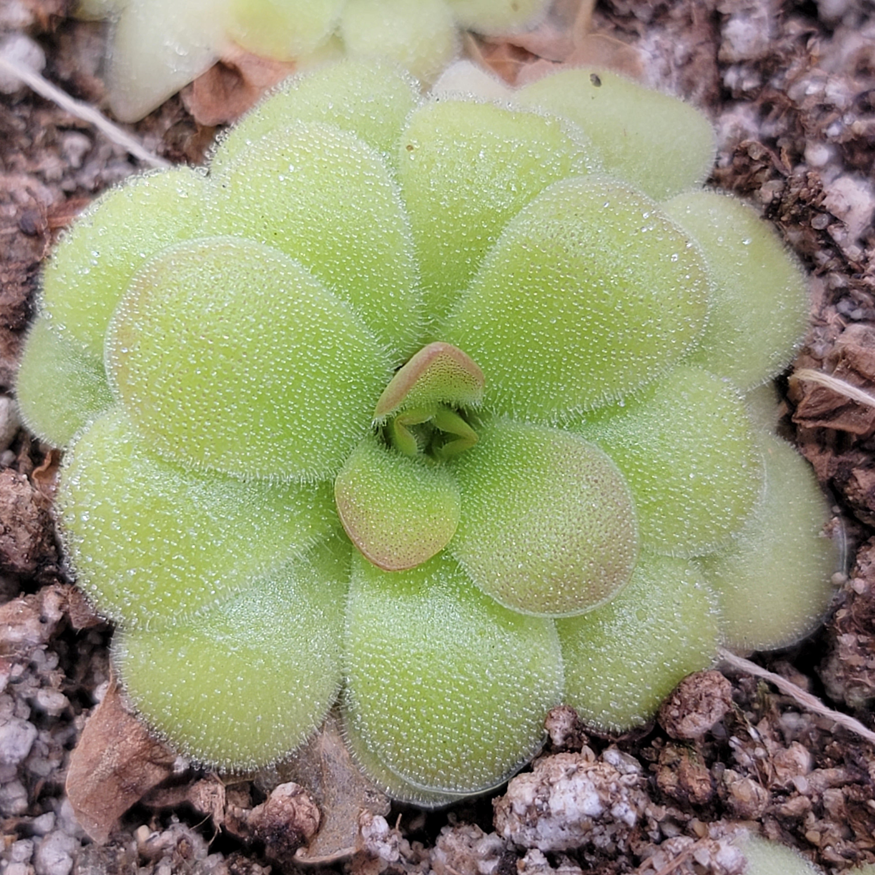 Pinguicula laxifolia x 'Huahuapan' -Butterworts -Rainbow Carnivorous Plants LLC
