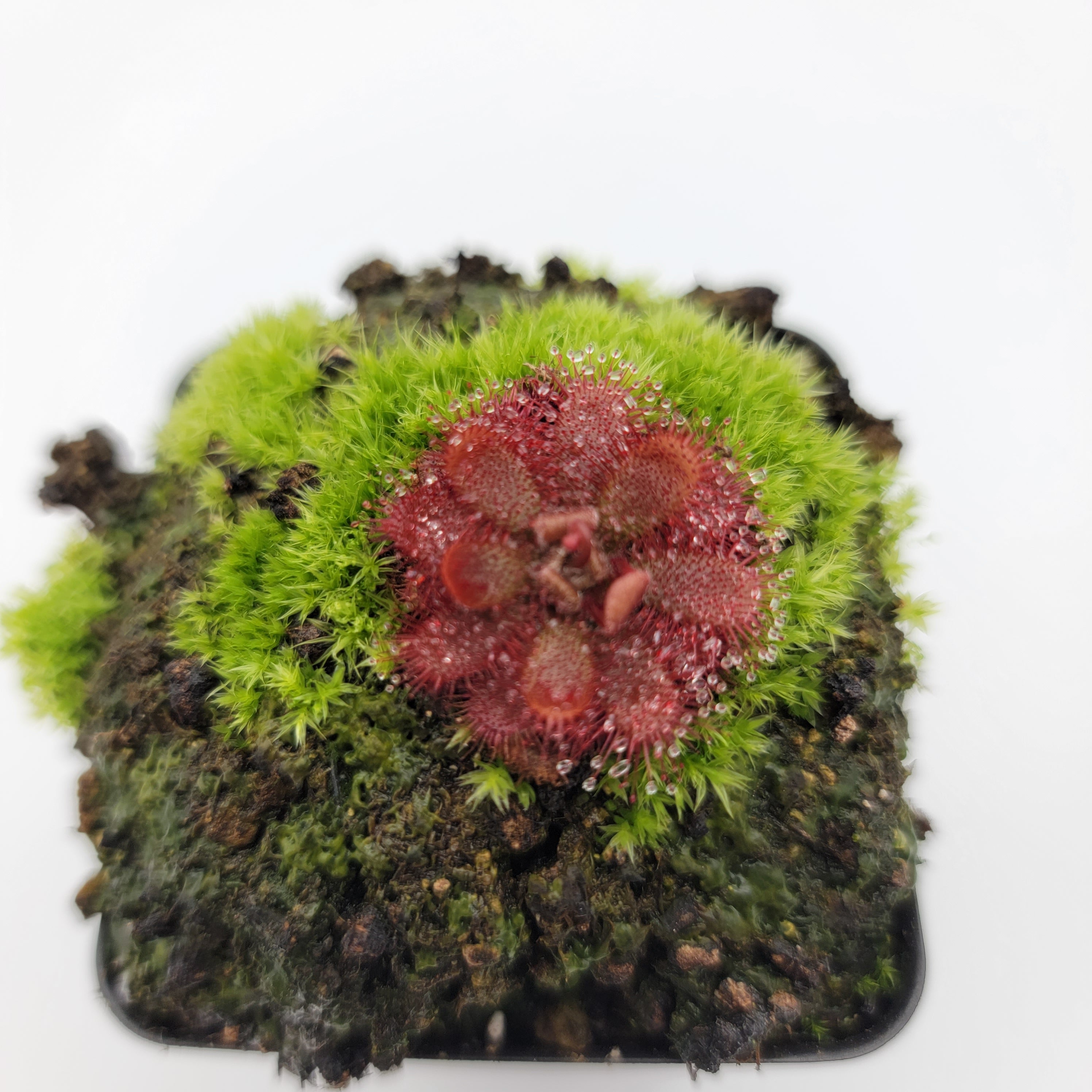 Drosera tomentosa -Drosera -Rainbow Carnivorous Plants LLC