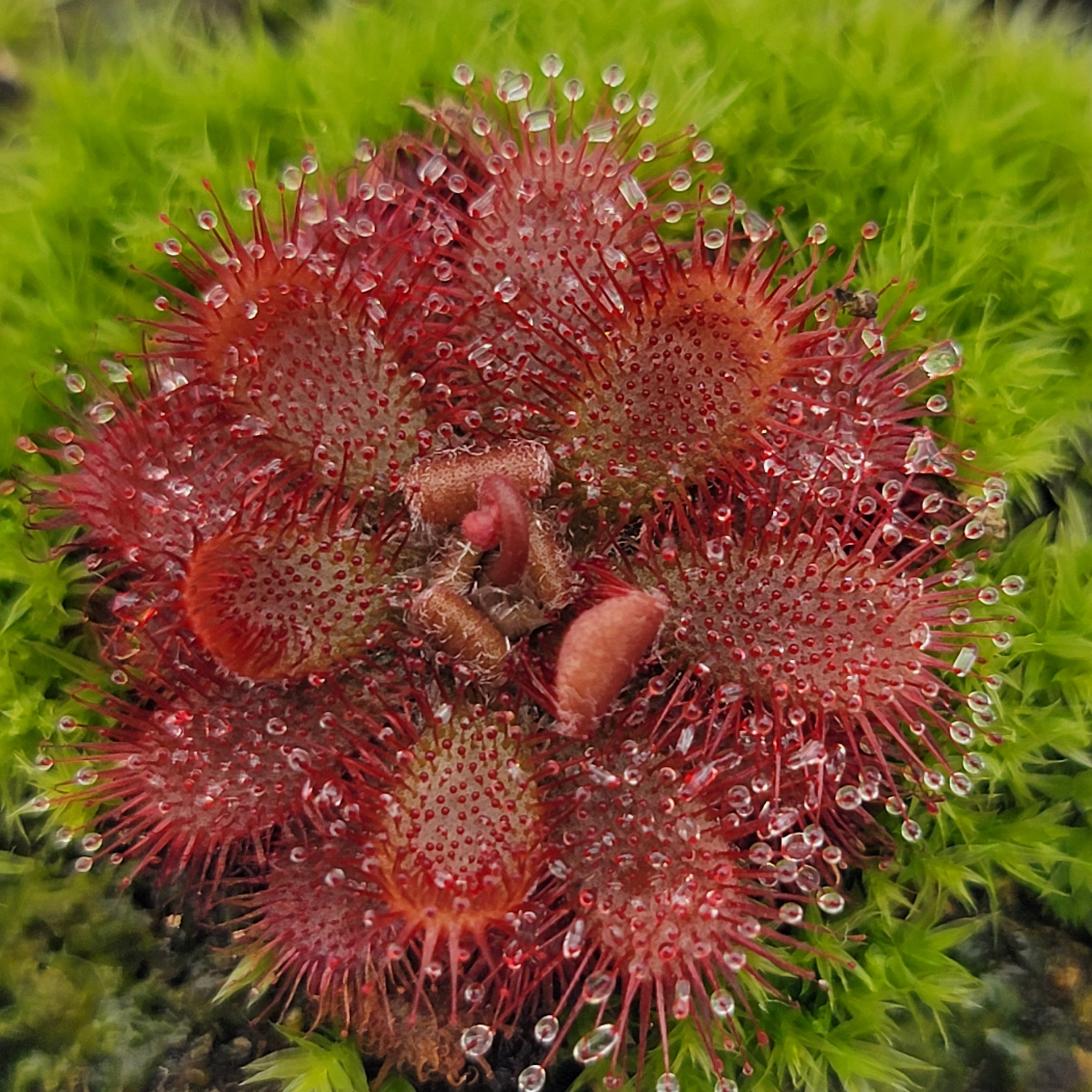 Drosera tomentosa -Drosera -Rainbow Carnivorous Plants LLC