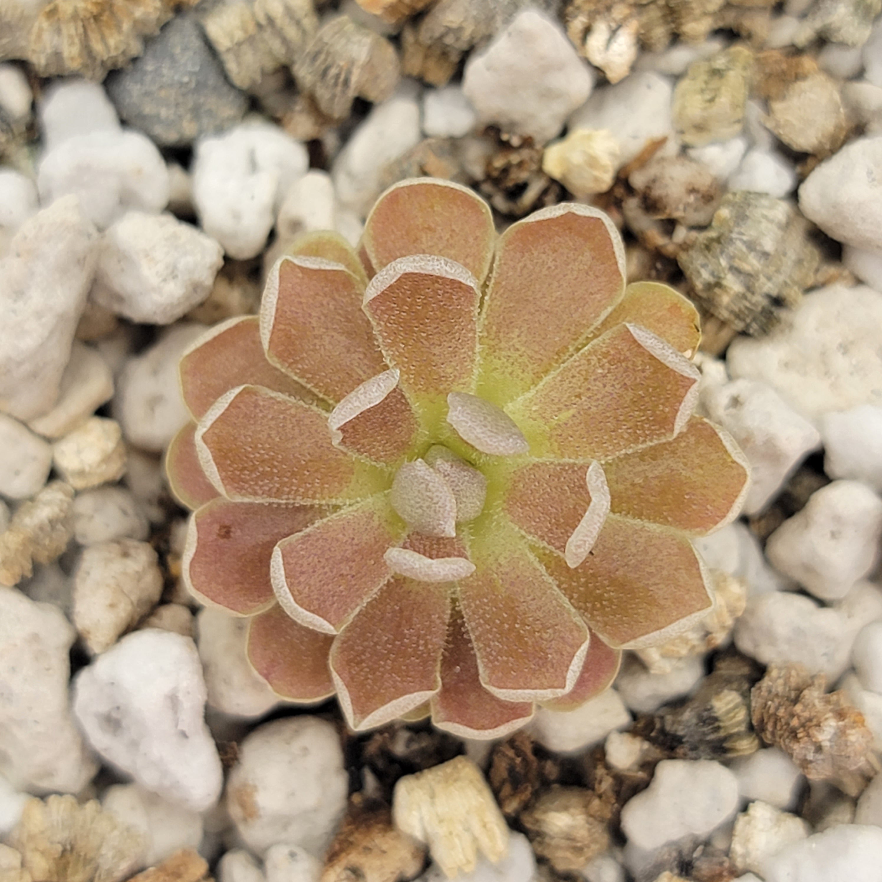 Pinguicula debbertiana ‘Metallic Purple’ -Butterworts -Rainbow Carnivorous Plants LLC