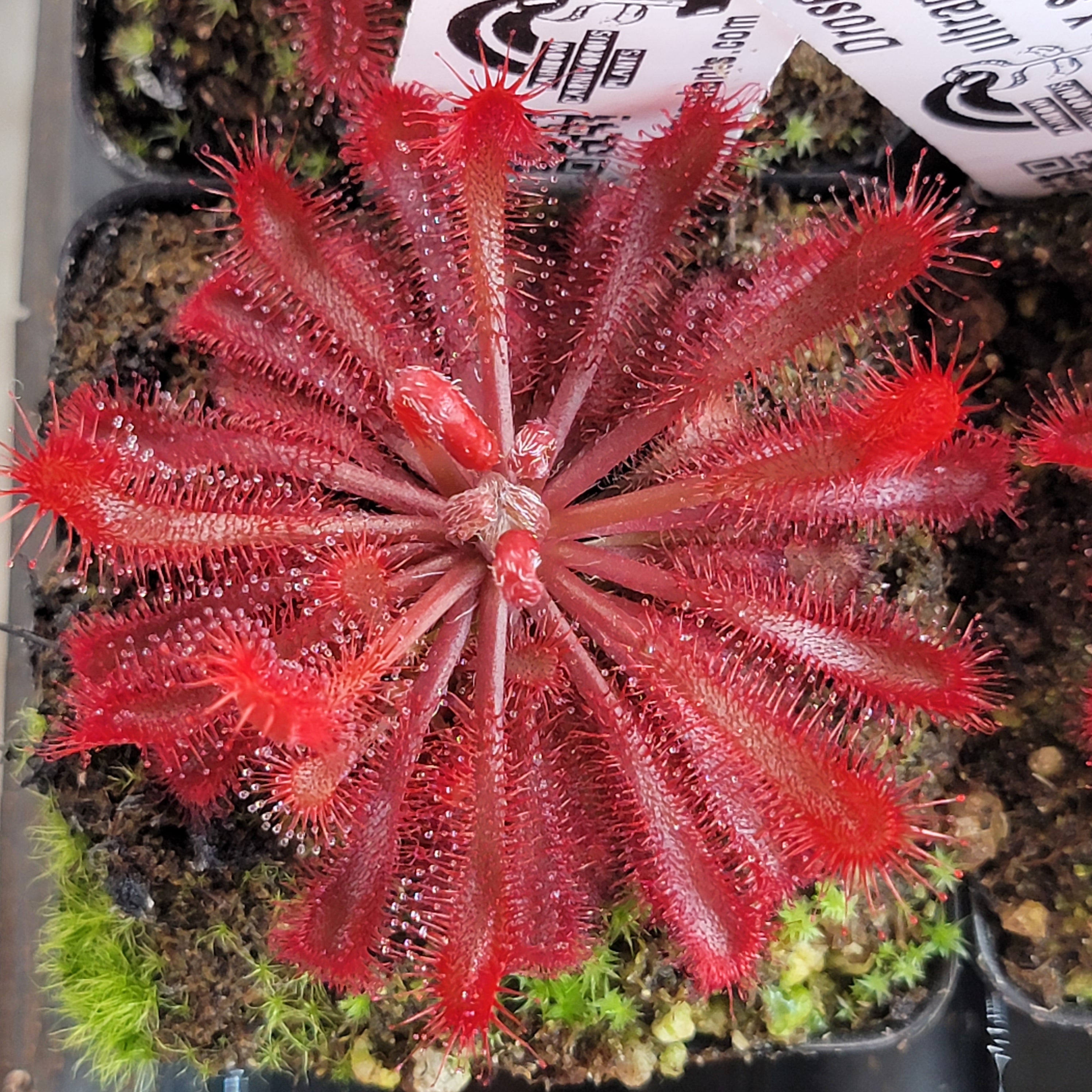 Drosera ultramafica x spatulata -Drosera -Rainbow Carnivorous Plants LLC