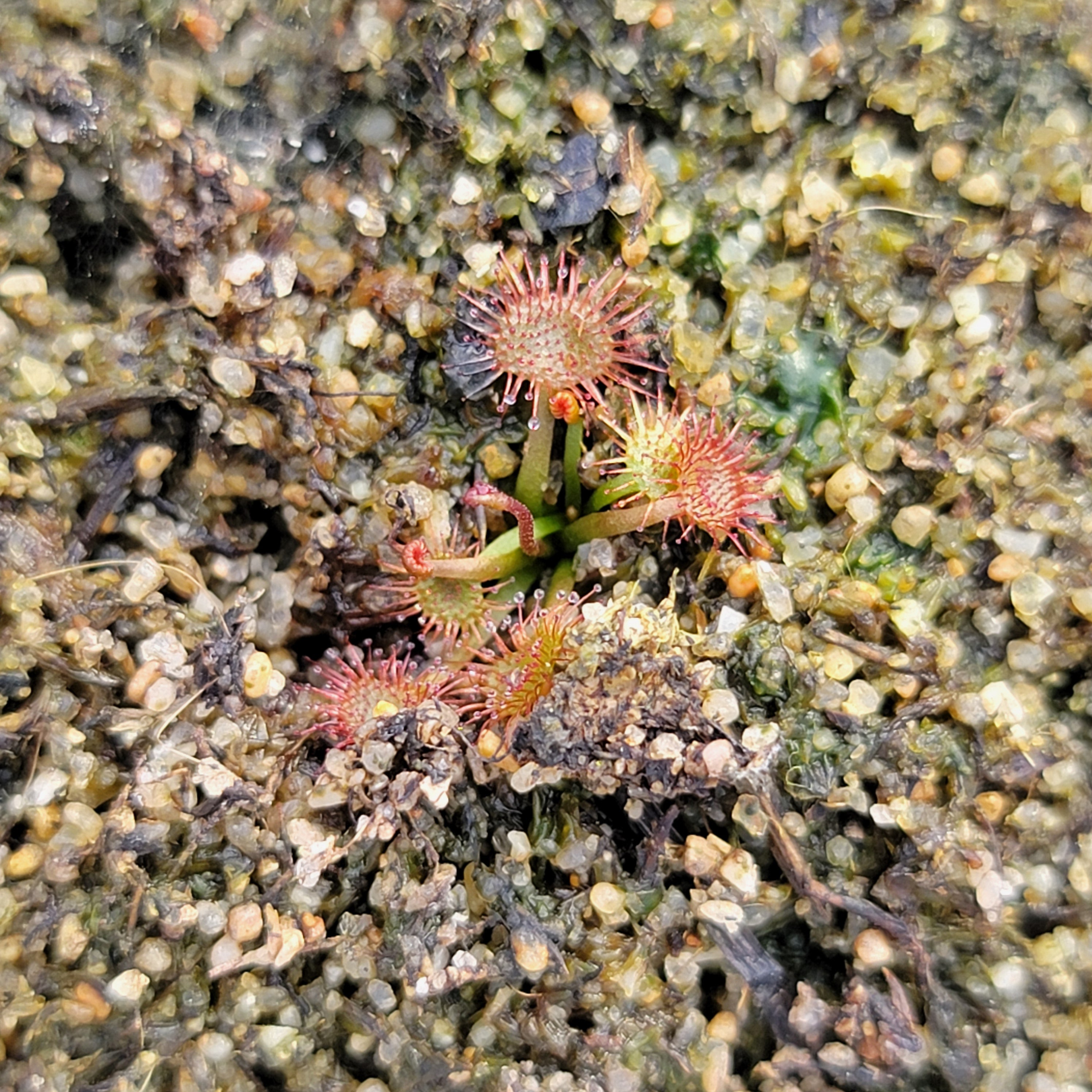 Drosera gracilis {Asgard Swamp} -Drosera -Rainbow Carnivorous Plants LLC