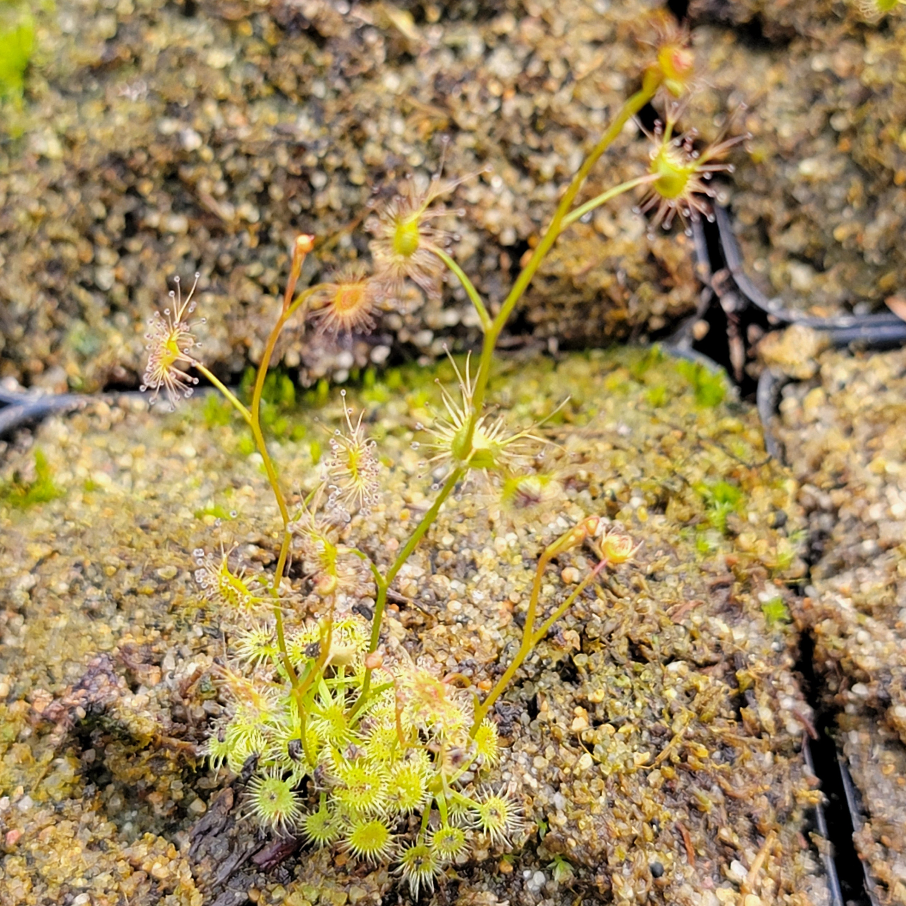 Drosera auriculata {Neagles Rock, AU} -Drosera -Rainbow Carnivorous Plants LLC