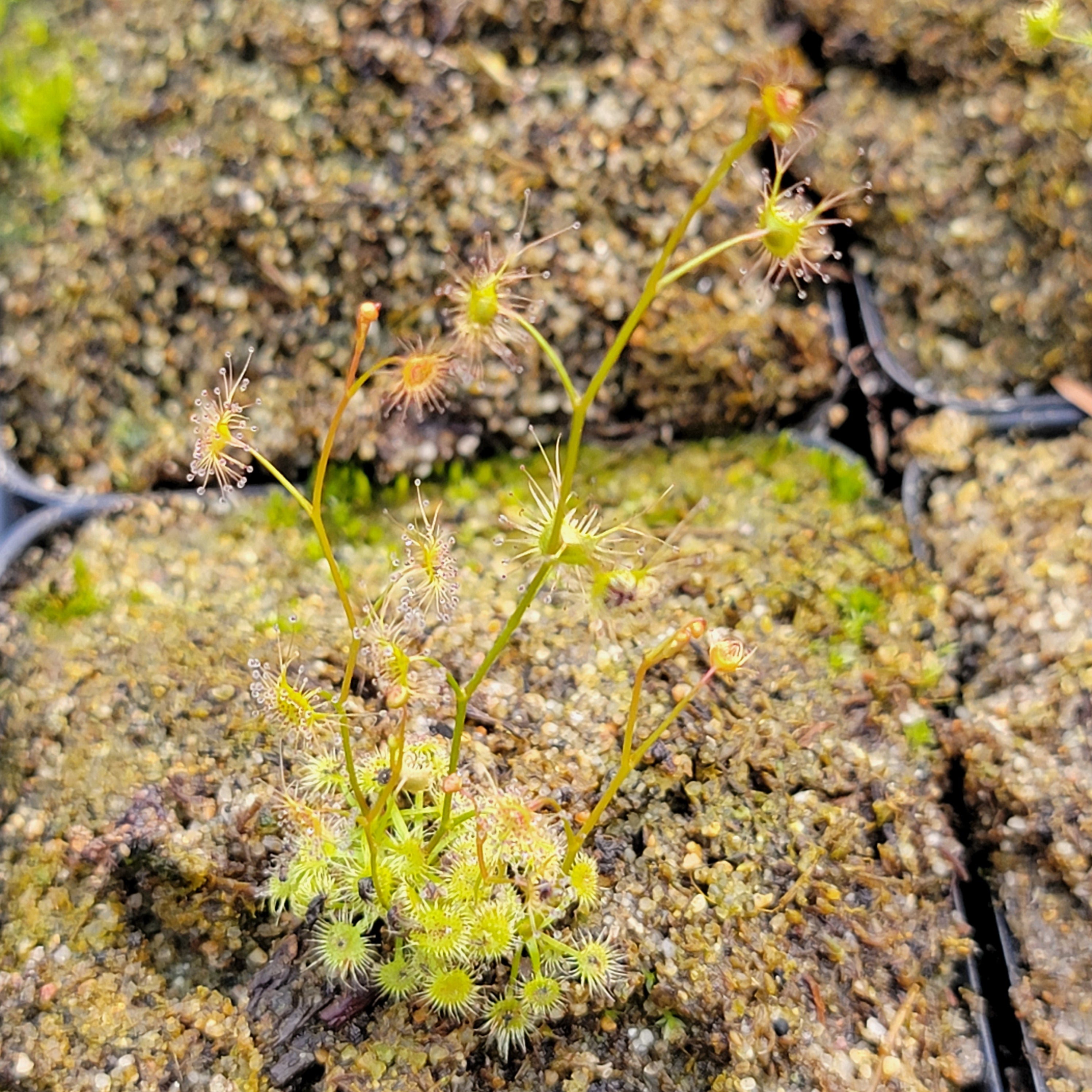 Drosera auriculata {Neagles Rock, AU} -Drosera -Rainbow Carnivorous Plants LLC