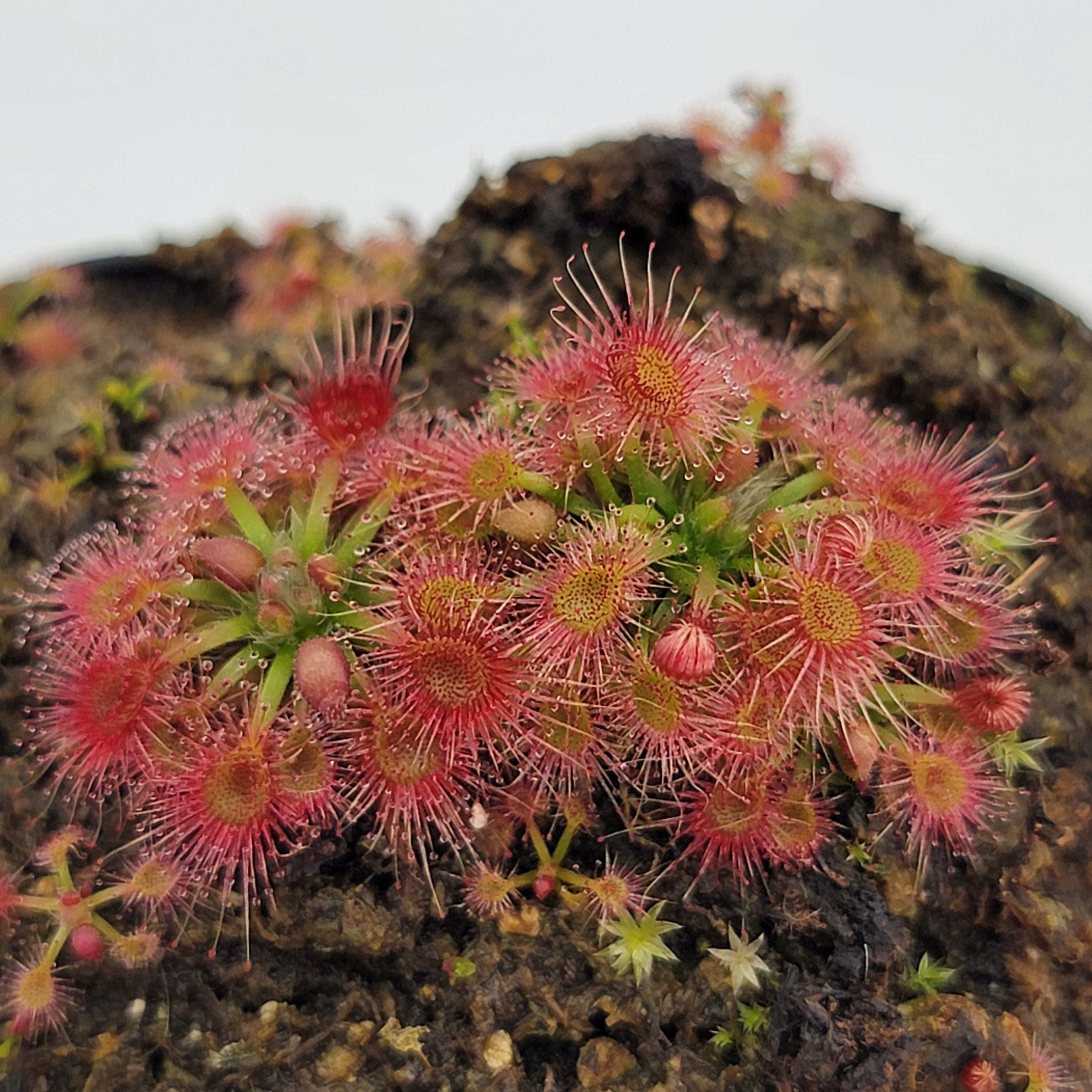 Drosera omissa - -Rainbow Carnivorous Plants LLC