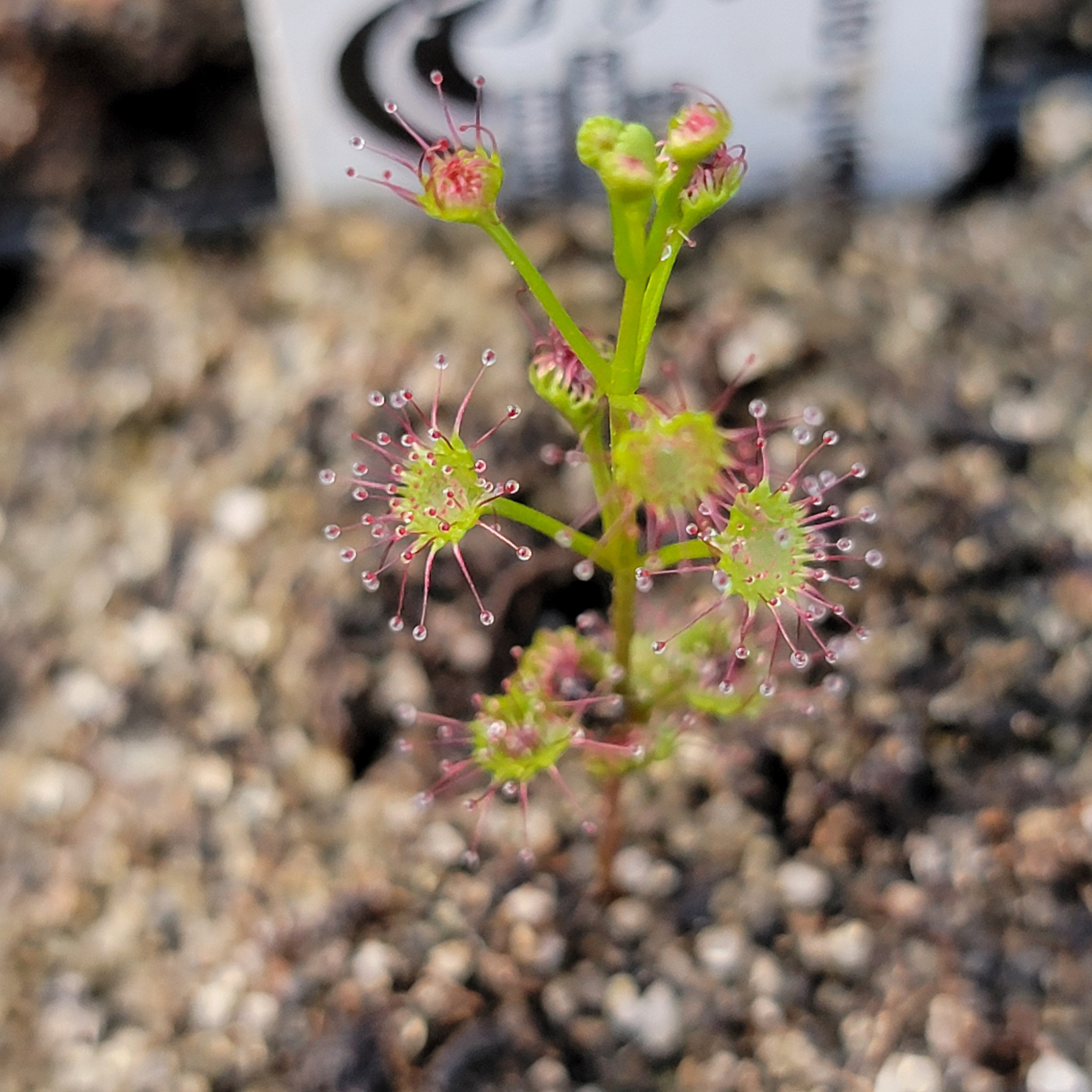 Drosera porrecta {Eneabba} -Drosera -Rainbow Carnivorous Plants LLC