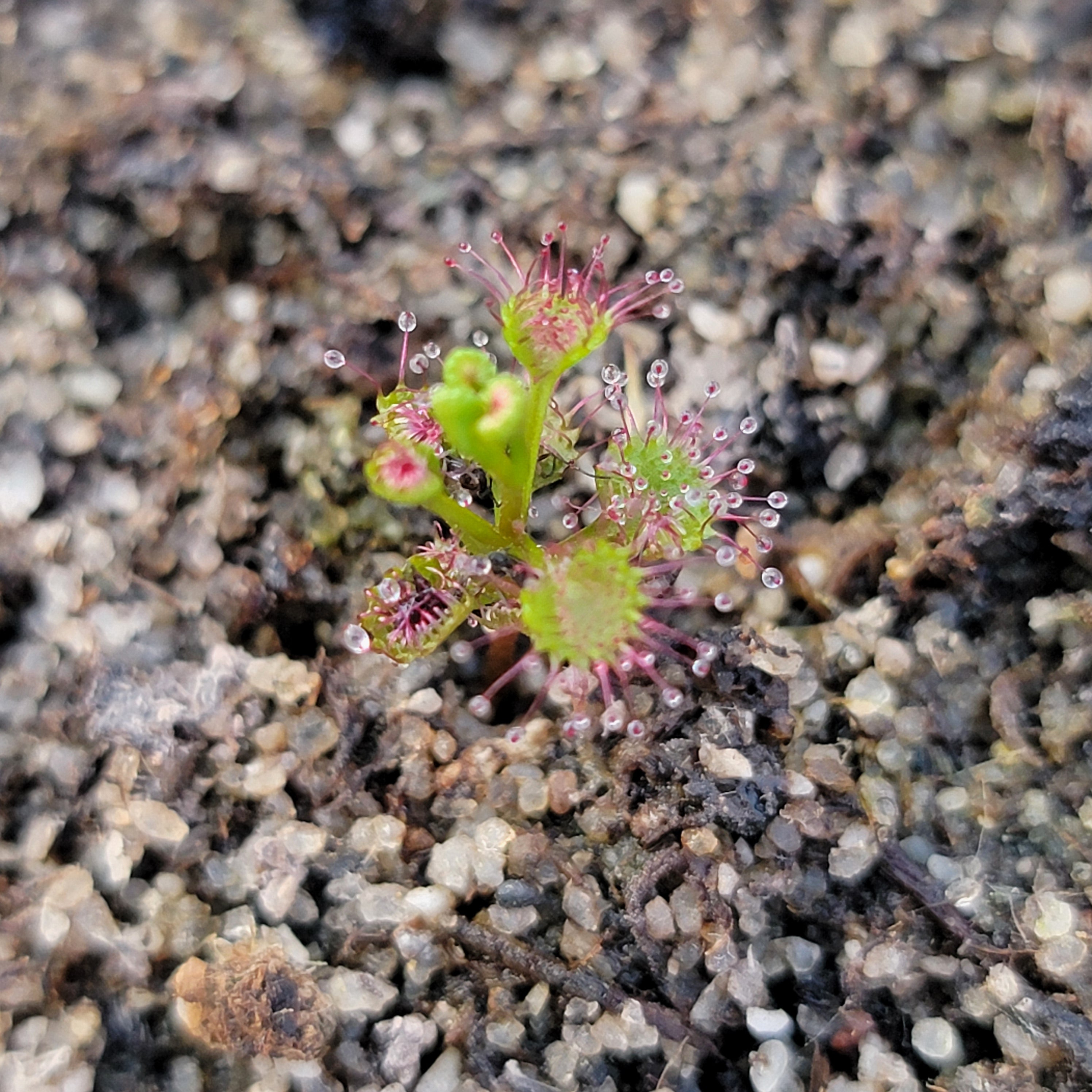 Drosera porrecta {Eneabba} -Drosera -Rainbow Carnivorous Plants LLC