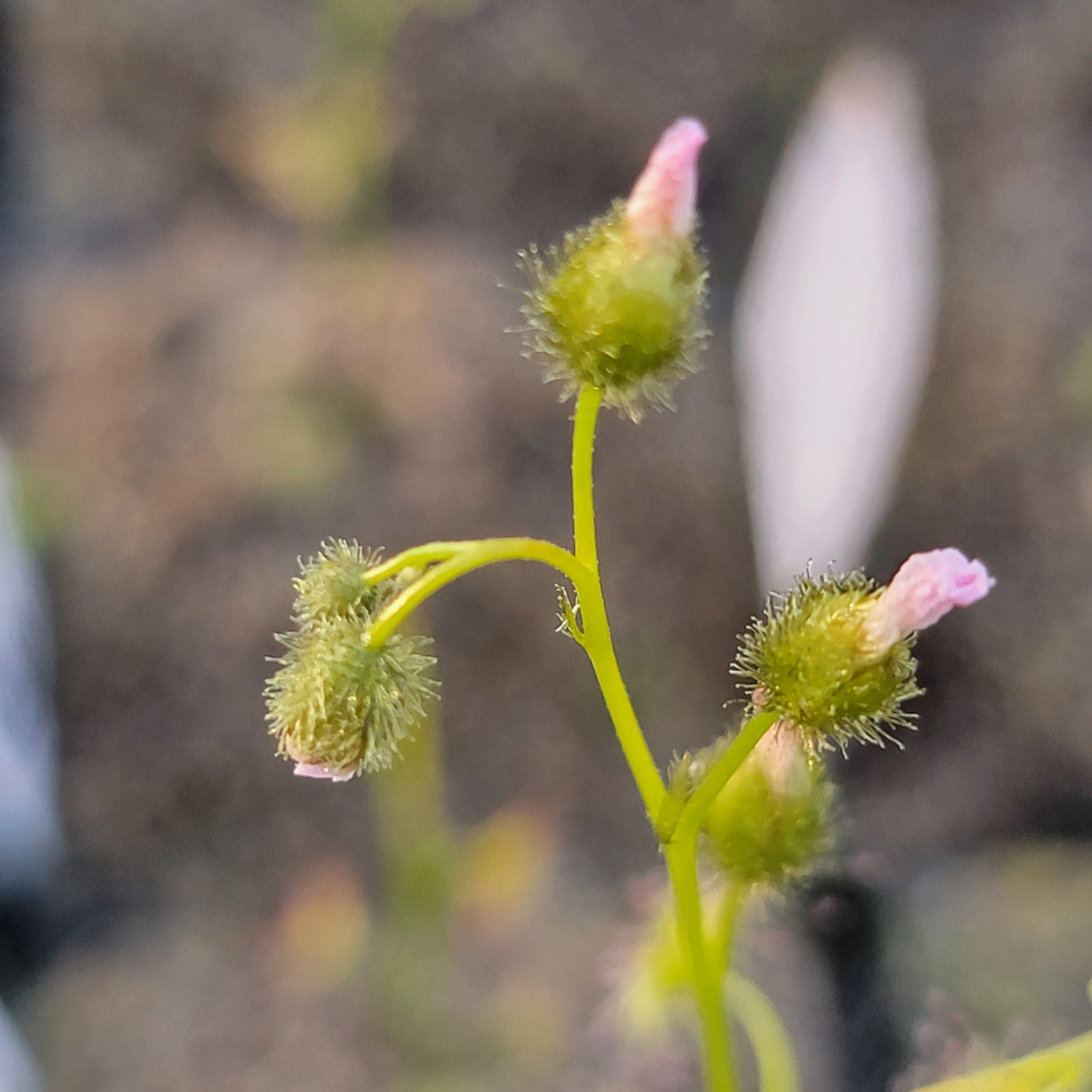 Drosera gunniana {The Rock, NSW, AU} -Drosera -Rainbow Carnivorous Plants LLC
