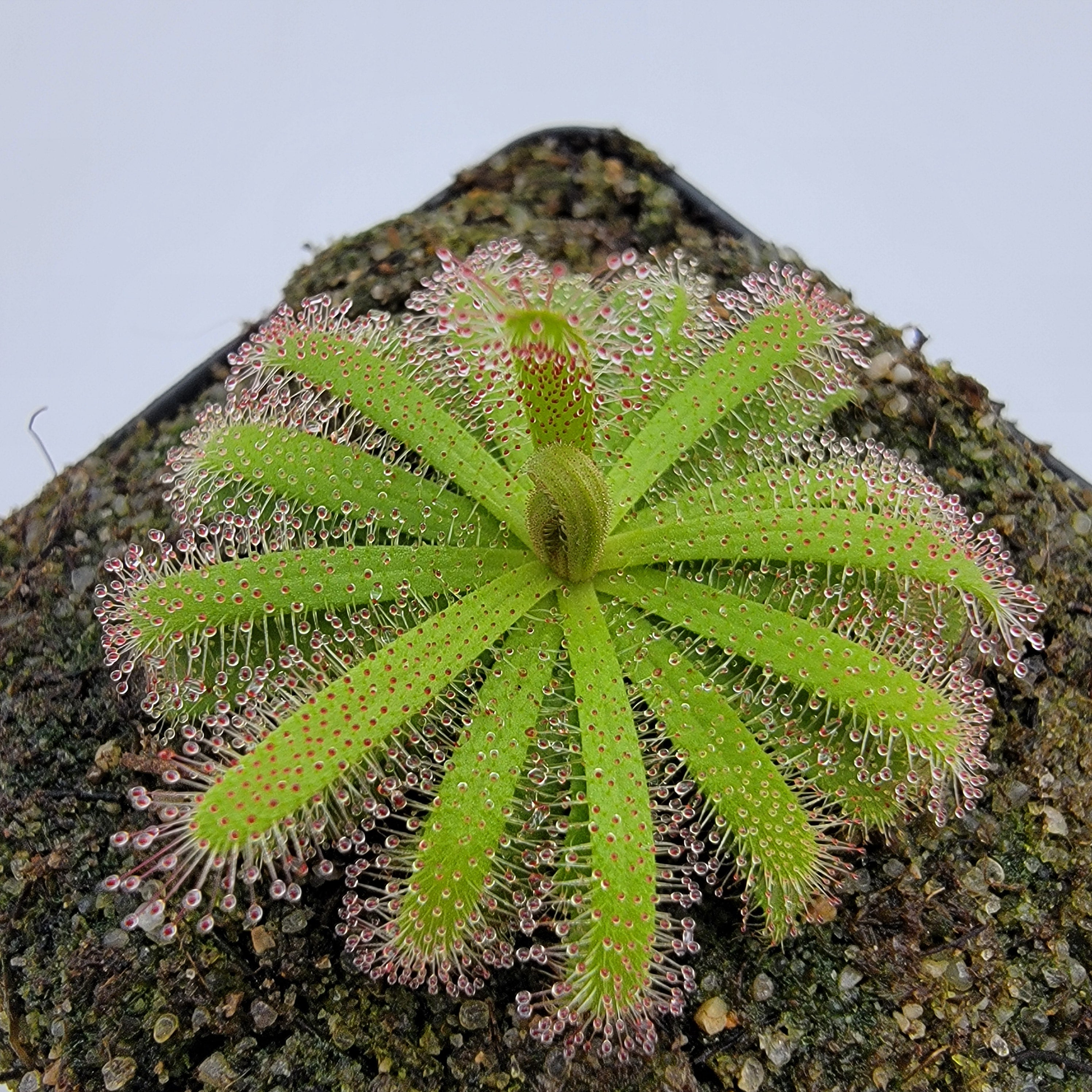 Drosera variegata {Tra Tra Mountains, South Africa} -Drosera -Rainbow Carnivorous Plants LLC