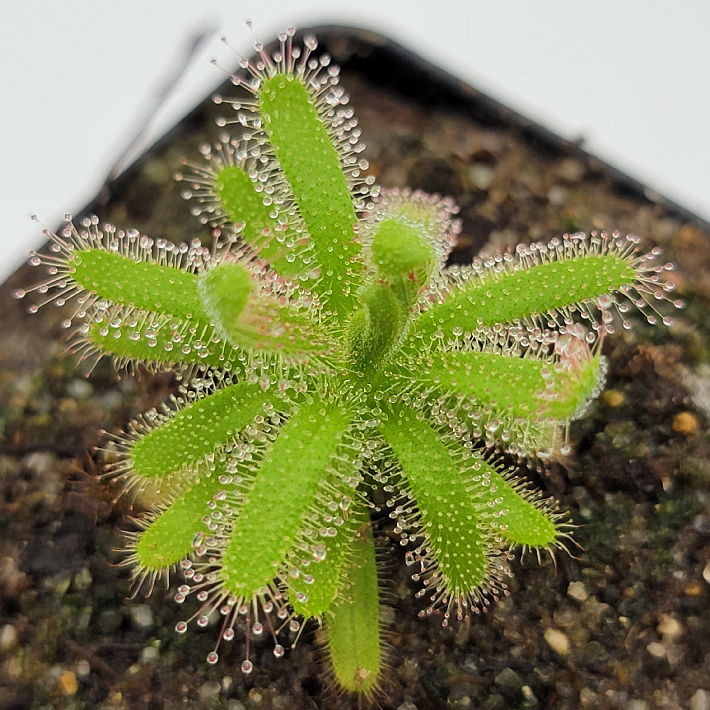 Drosera cistiflora pink flower {Gifberg, South Africa} -Drosera -Rainbow Carnivorous Plants LLC