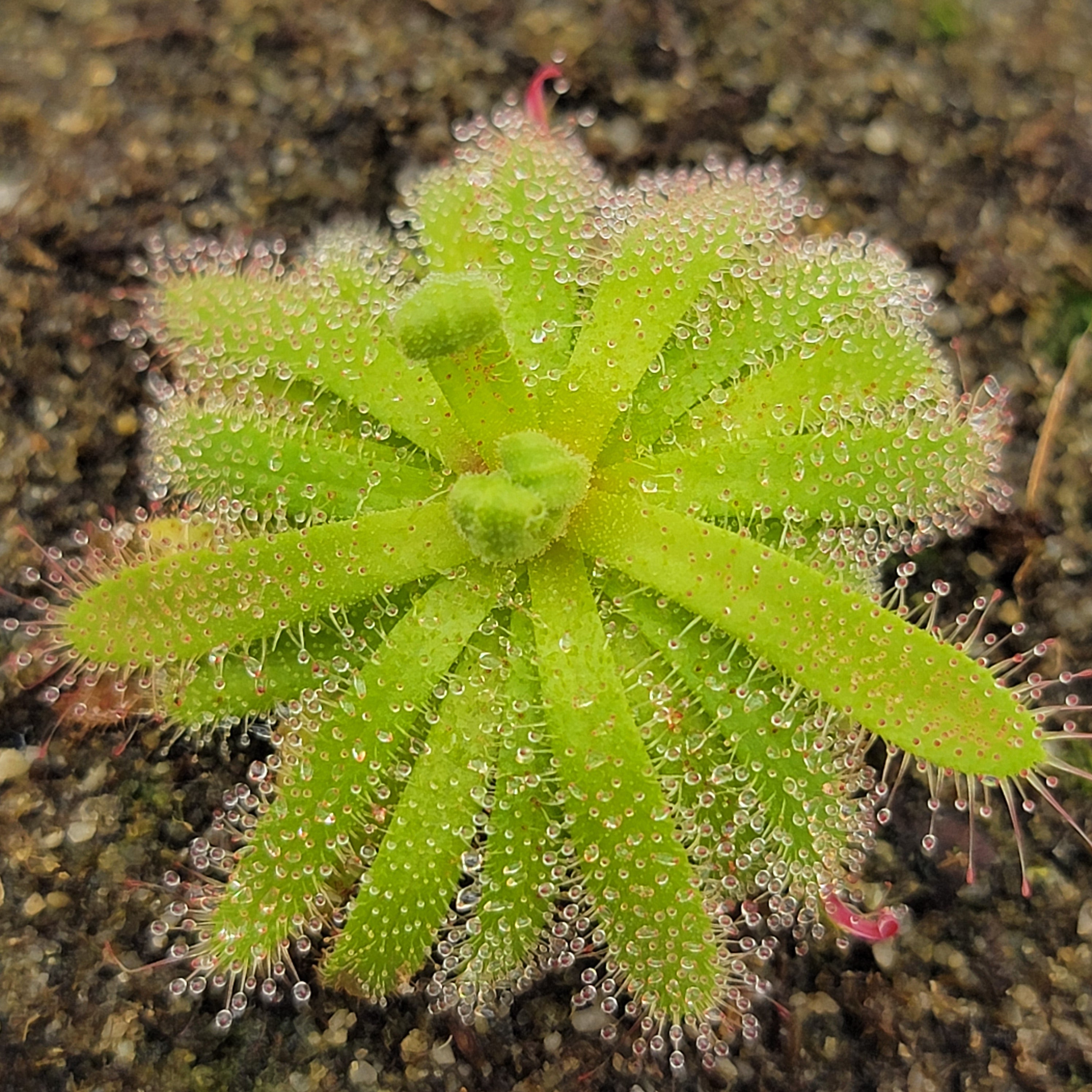 Drosera cistiflora orange flower {Malmesbury, South Africa} -Drosera -Rainbow Carnivorous Plants LLC