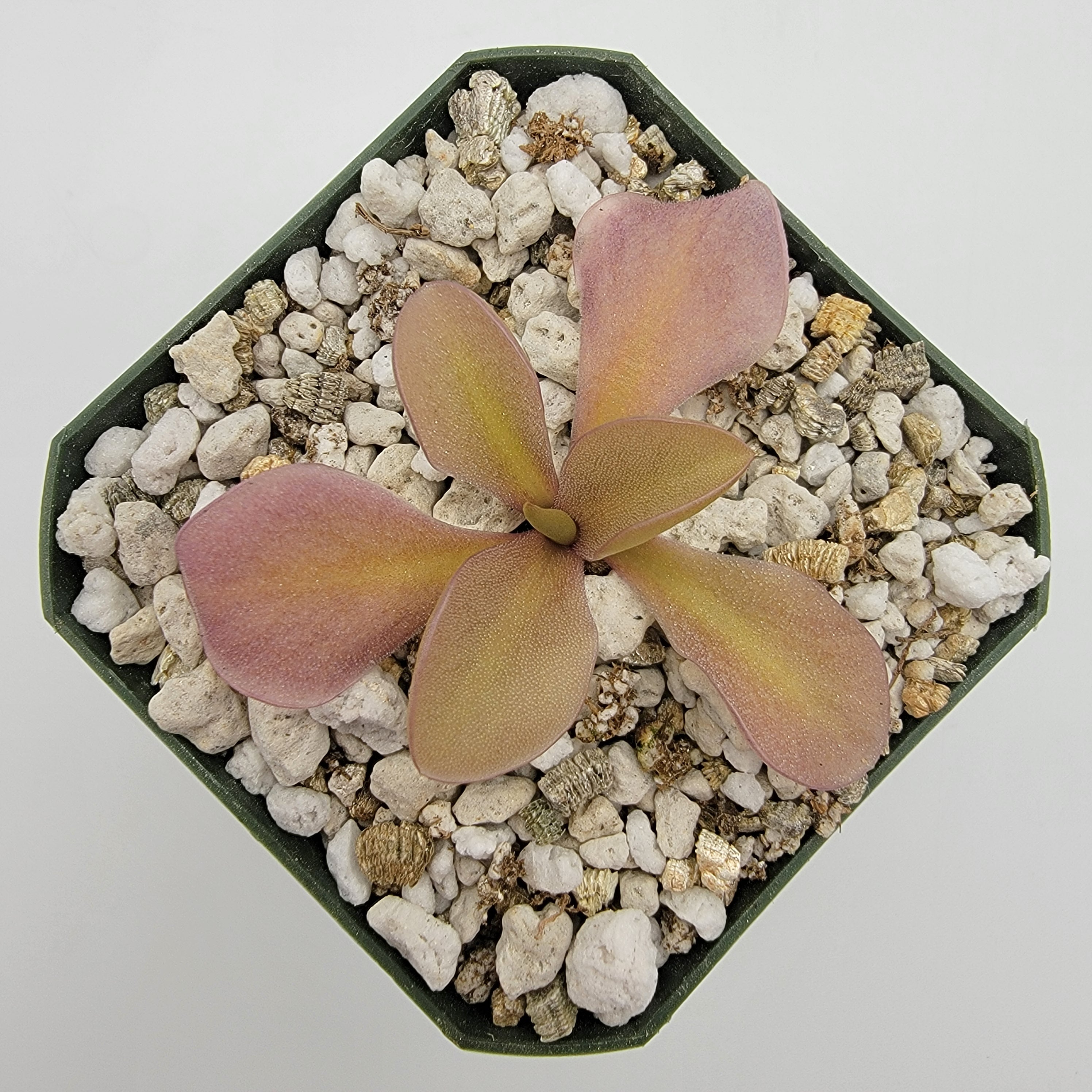 Pinguicula gigantea red x zamudioana -Butterworts -Rainbow Carnivorous Plants LLC