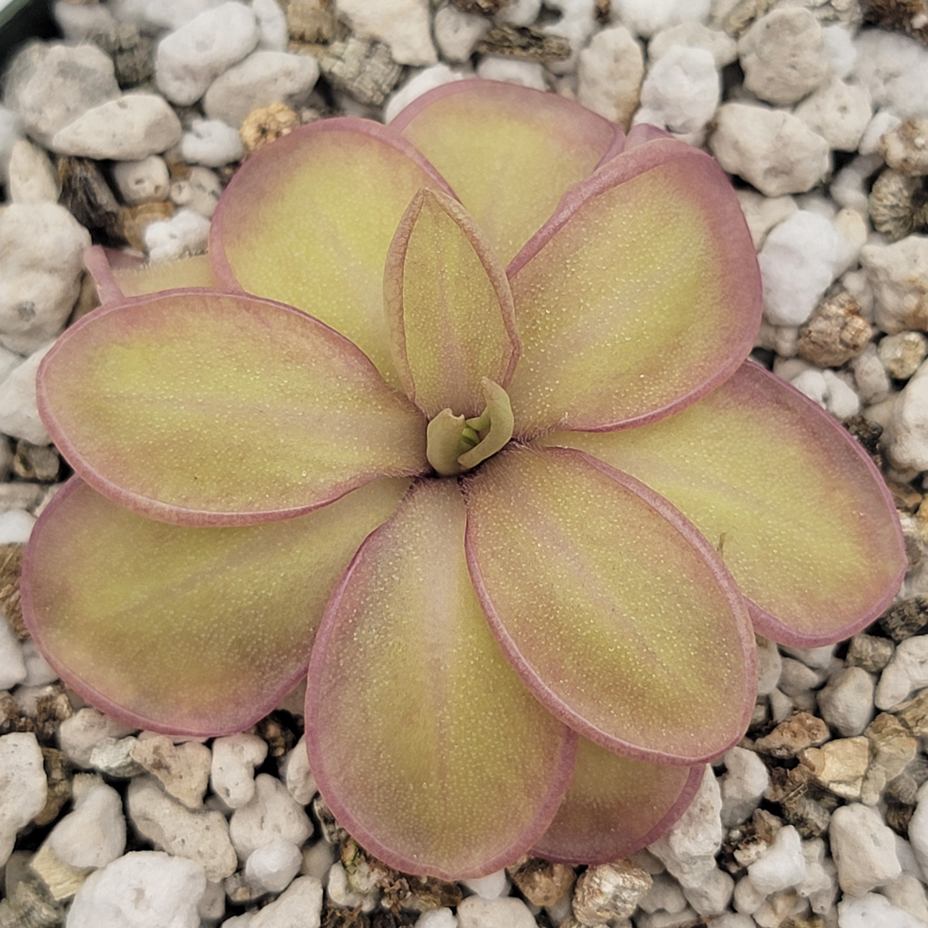 Pinguicula moranensis var. alba x emarginata -Butterworts -Rainbow Carnivorous Plants LLC